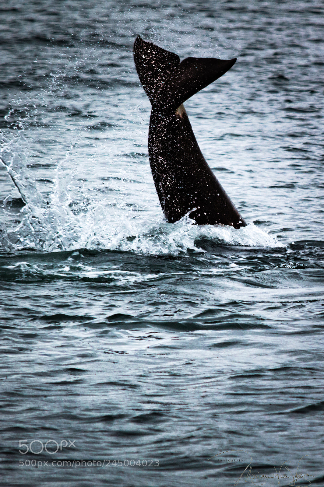 Nikon D3200 sample photo. Orca tail splash photography