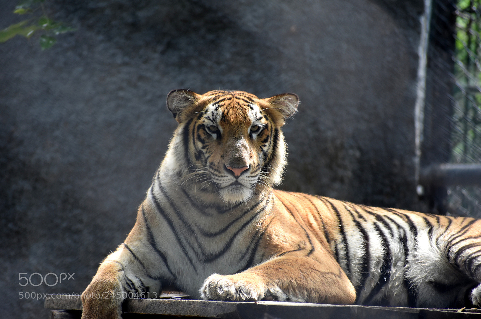 Nikon D3400 sample photo. The ruler of indian photography