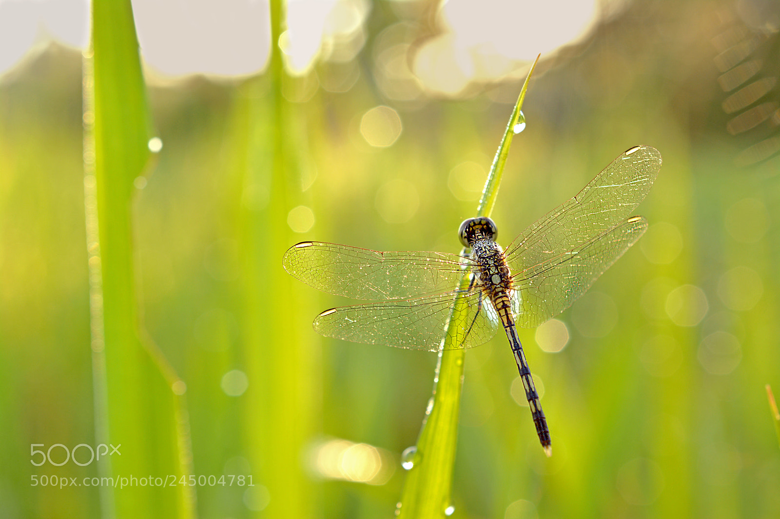 Nikon D5200 sample photo. Dragonfly photography