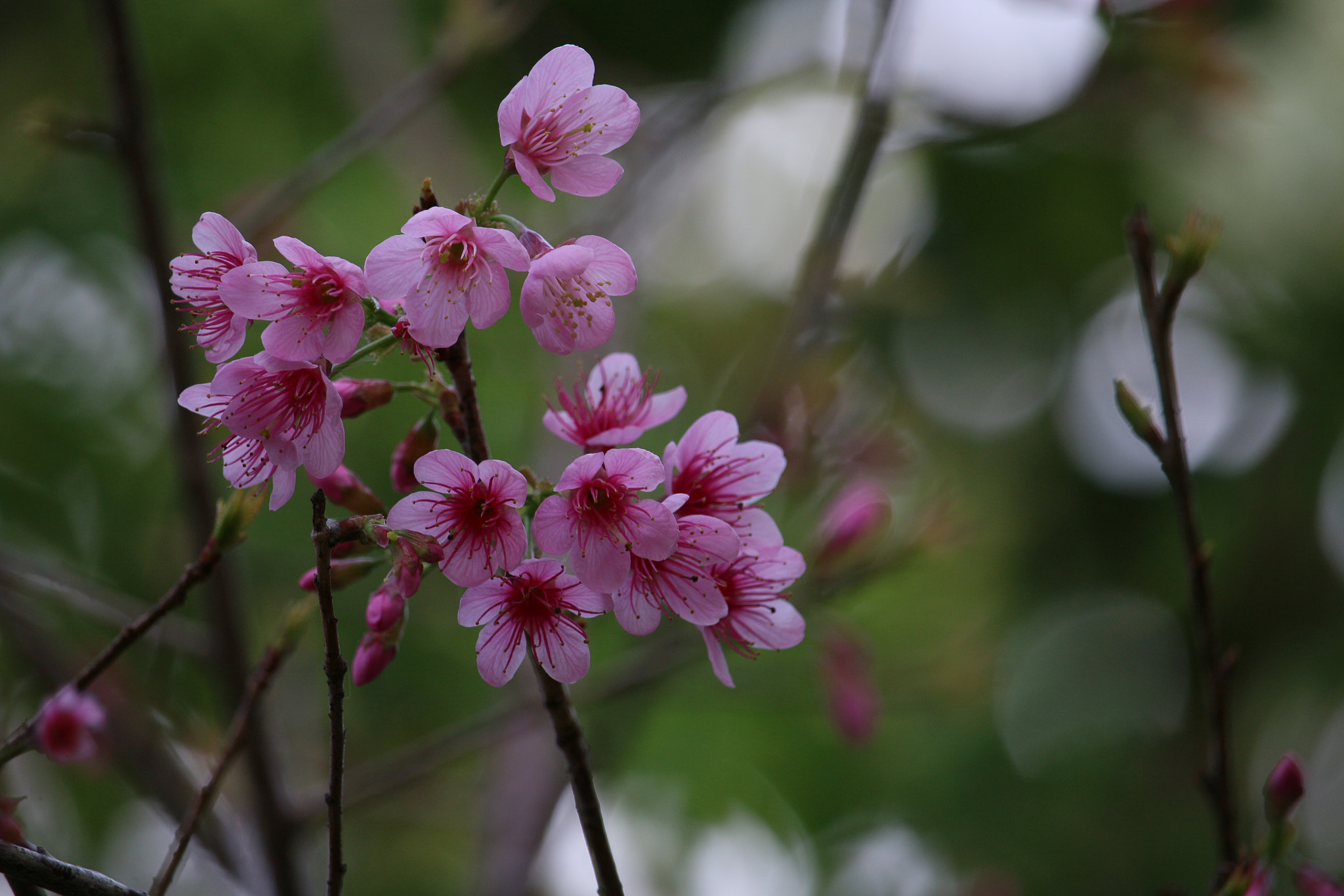 Canon EF-S 55-250mm F4-5.6 IS STM sample photo. Img photography
