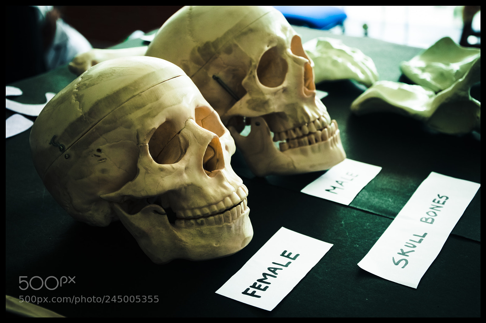 Nikon D3200 sample photo. Male and female skulls photography