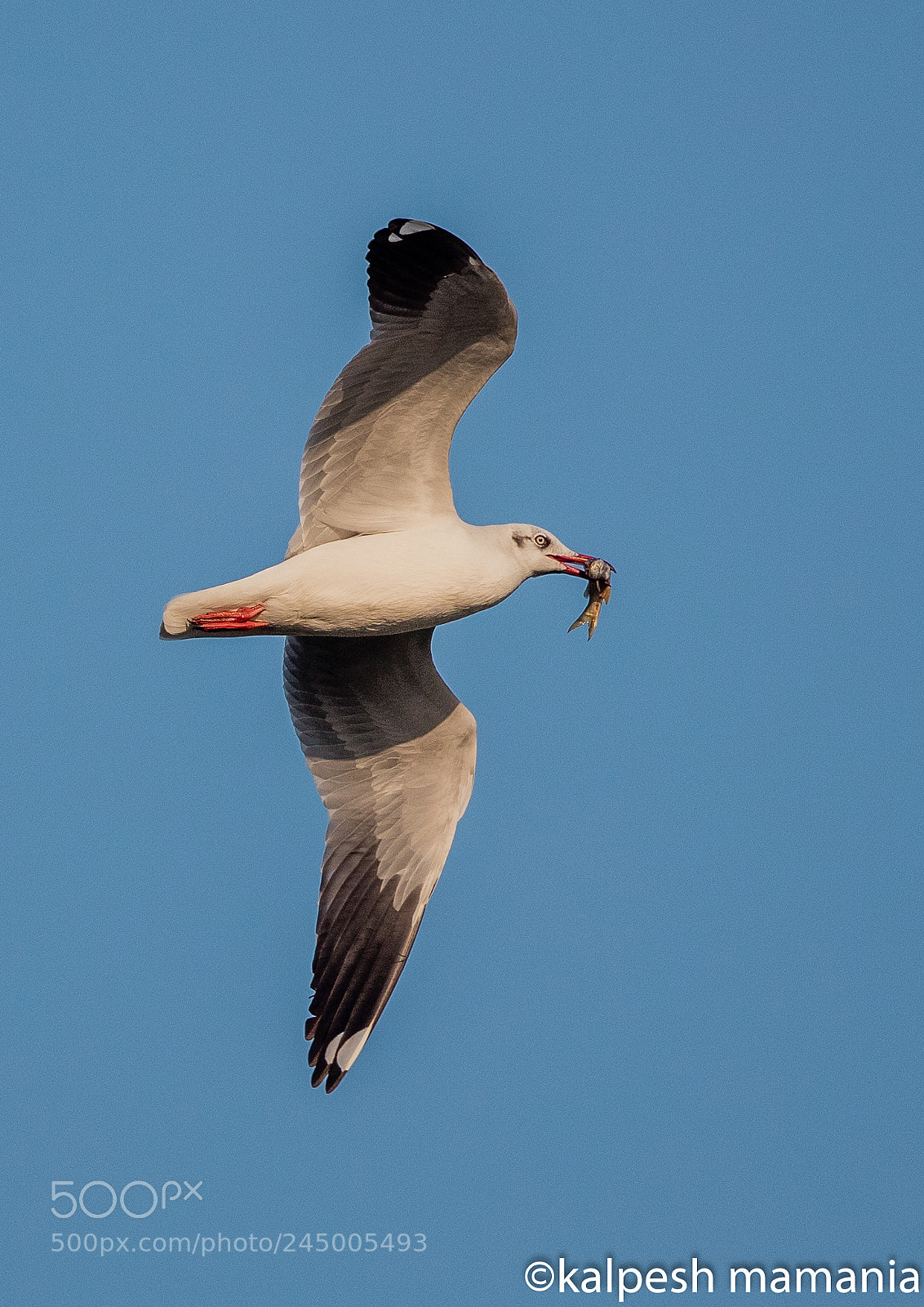 Canon EOS 5DS R sample photo. Gull photography
