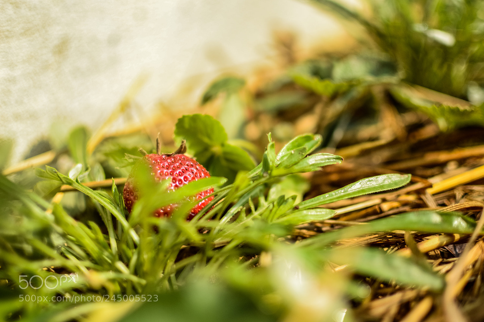 Nikon D3200 sample photo. Strawberry photography