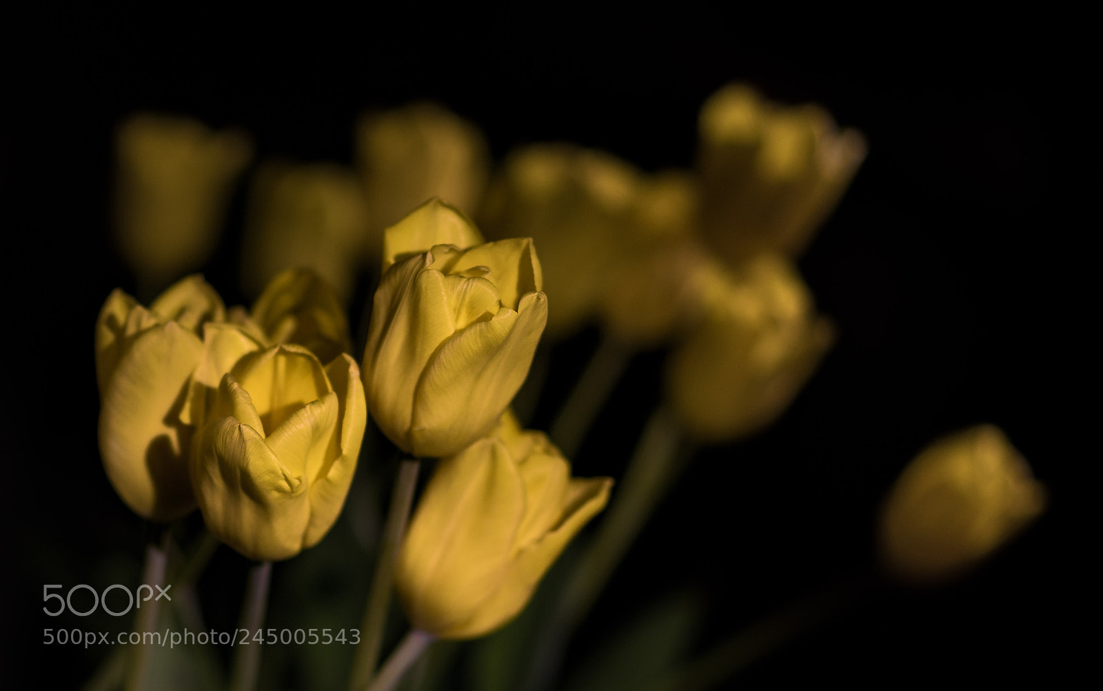 Sony a7R II sample photo. Yellow for me photography
