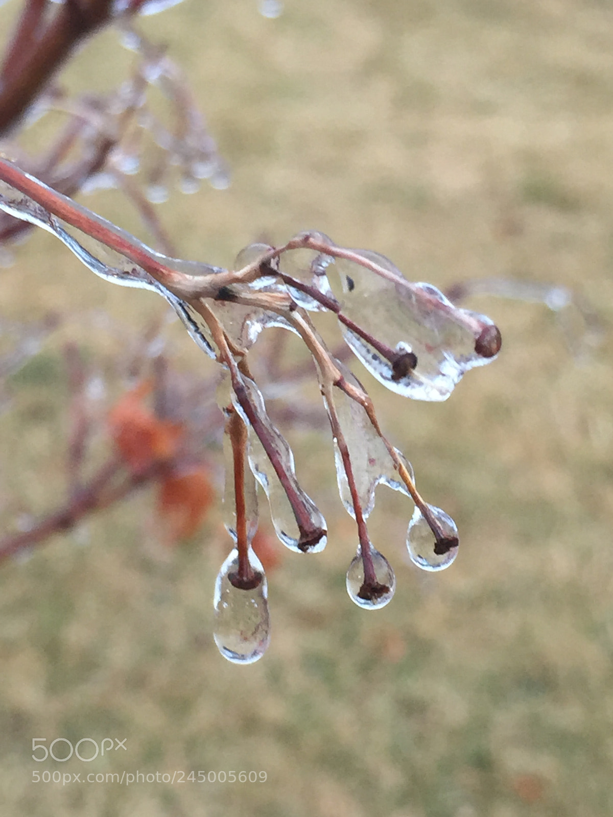 Apple iPhone 6 sample photo. Winter ice storm. photography