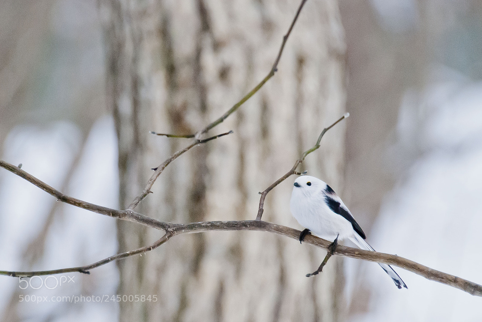 Nikon D80 sample photo. Long-tailed tit photography