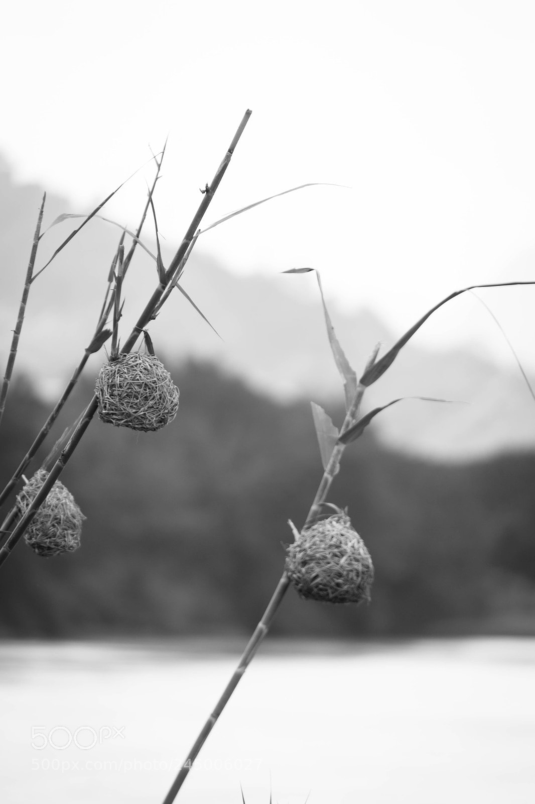 Nikon D3100 sample photo. Weaver nests photography