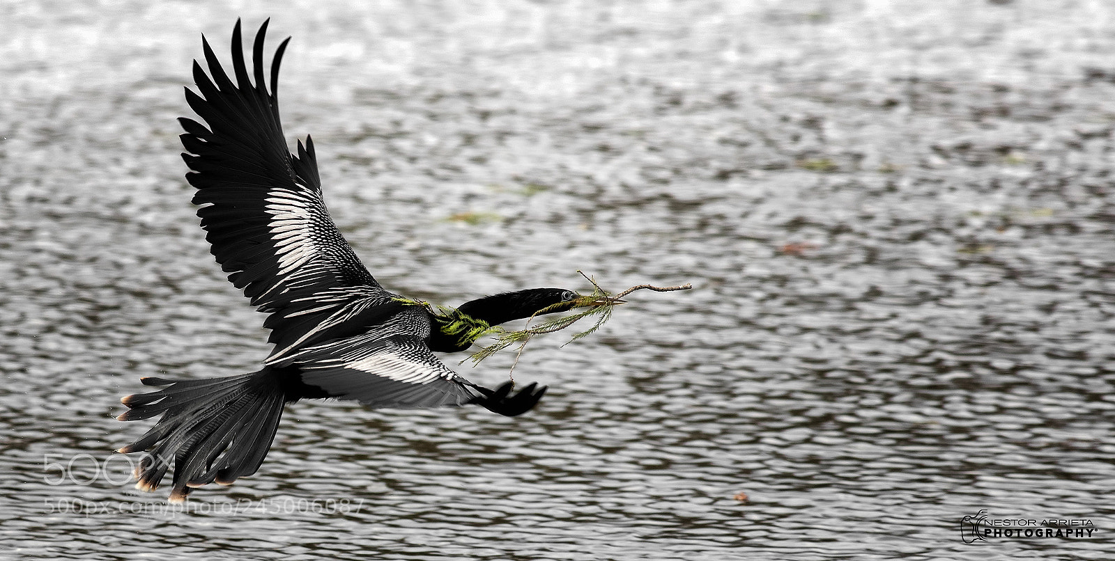 Canon EOS-1D X Mark II sample photo. Nest building photography