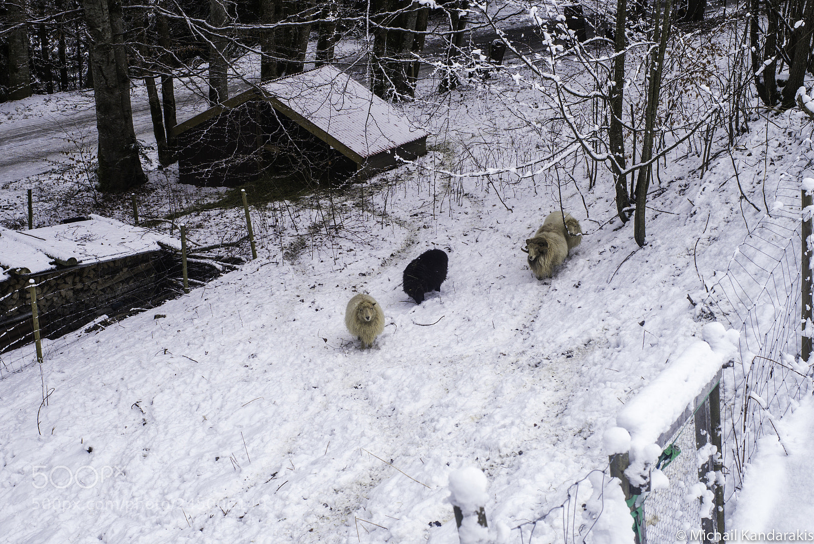 Leica M (Typ 262) sample photo. Chateaud'oex photography