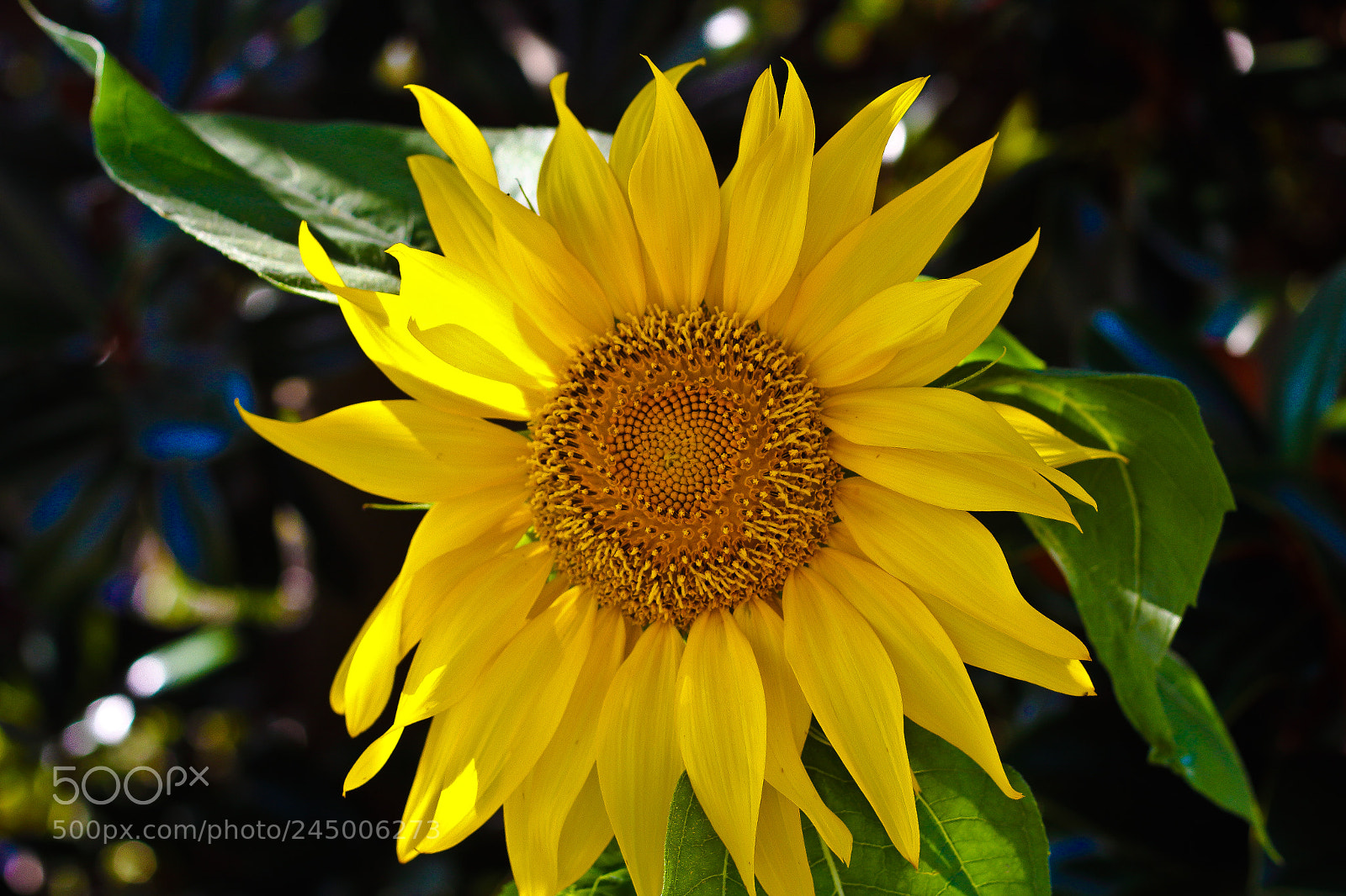 Canon EOS 1200D (EOS Rebel T5 / EOS Kiss X70 / EOS Hi) sample photo. Sun watcher photography
