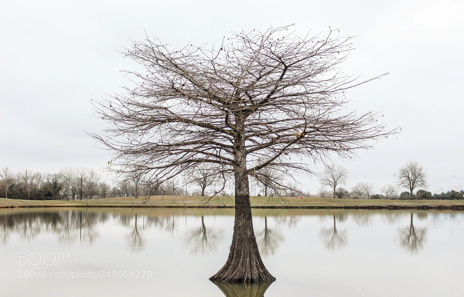 Canon EOS 700D (EOS Rebel T5i / EOS Kiss X7i) sample photo. Houston kinda of winter. photography