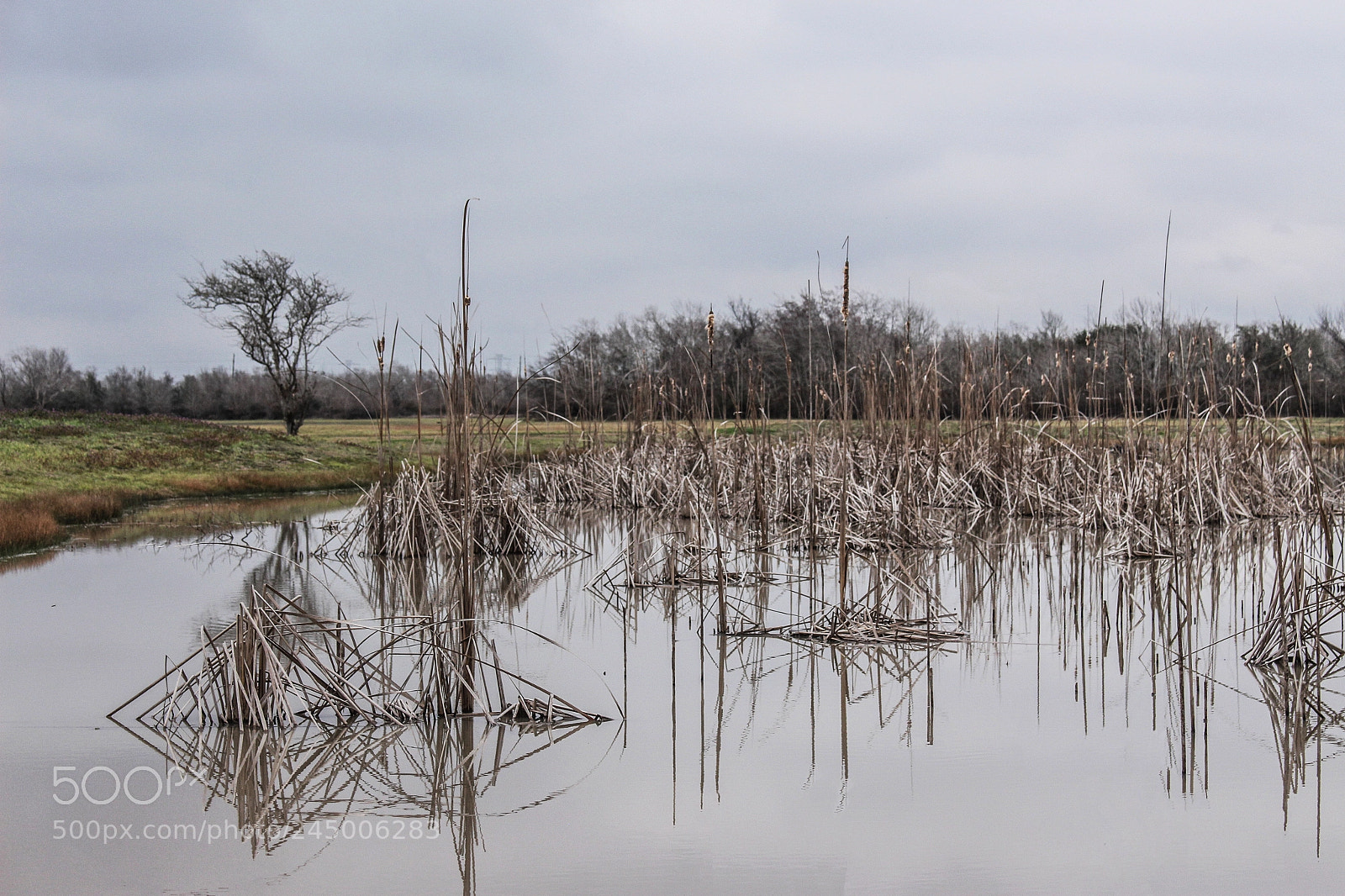 Canon EOS 700D (EOS Rebel T5i / EOS Kiss X7i) sample photo. Houston kinda of winter. photography