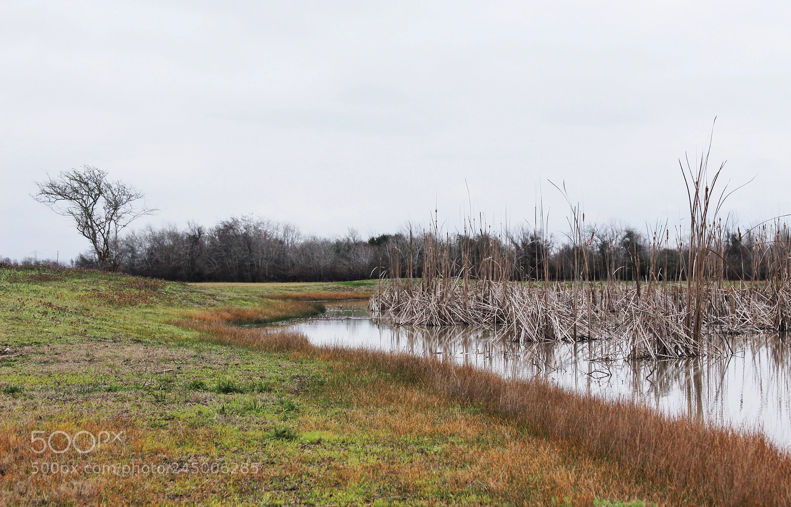 Canon EOS 700D (EOS Rebel T5i / EOS Kiss X7i) sample photo. Houston kinda of winter. photography