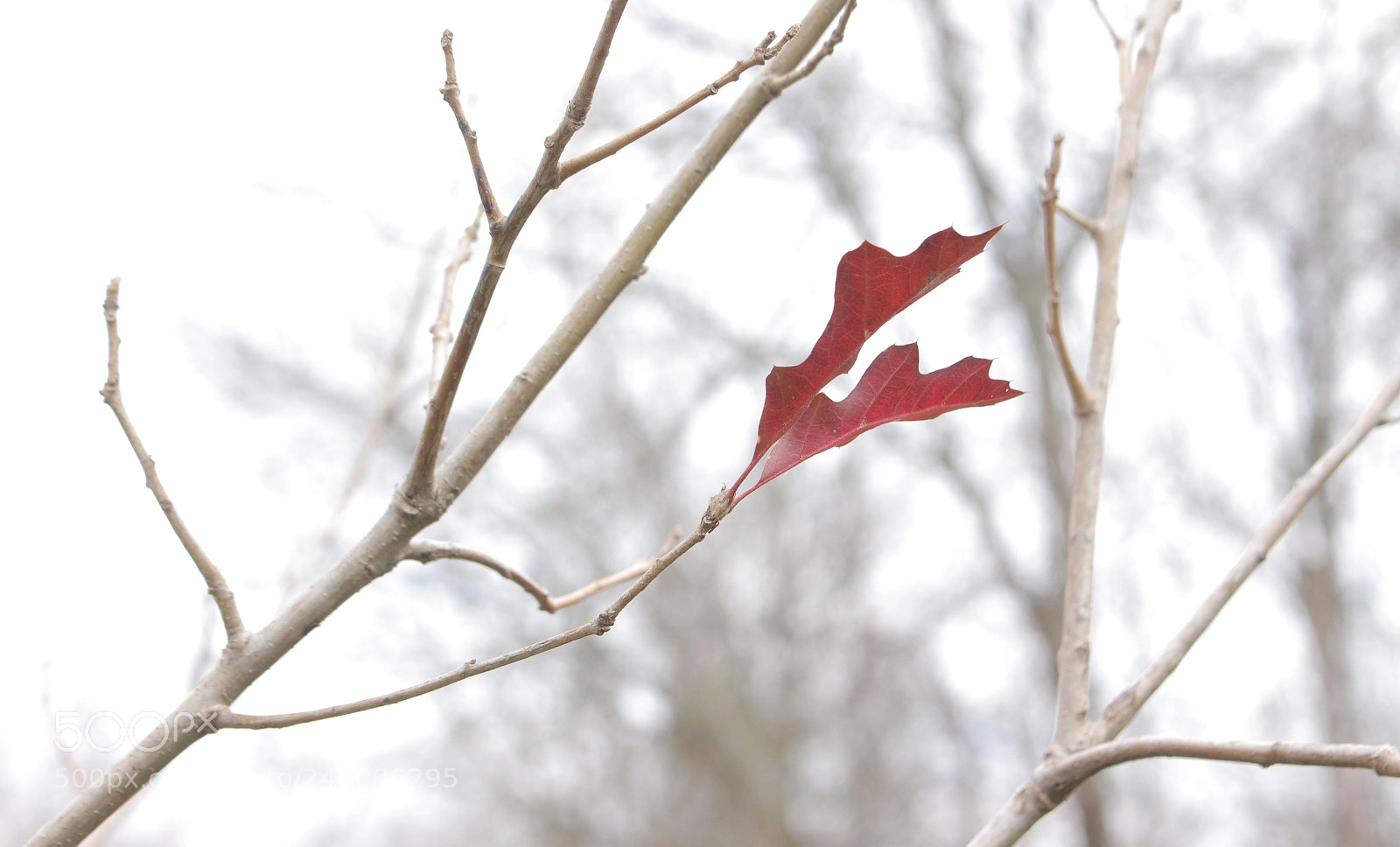 Canon EOS 700D (EOS Rebel T5i / EOS Kiss X7i) sample photo. Houston kinda of winter. photography