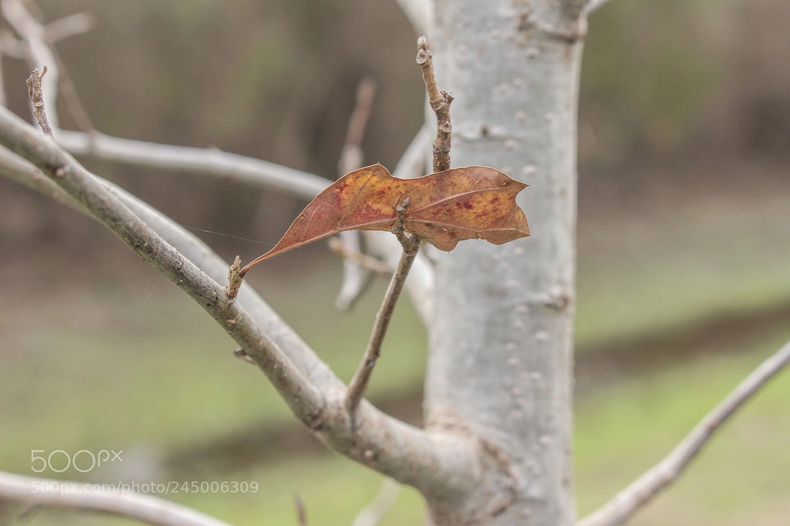 Canon EOS 700D (EOS Rebel T5i / EOS Kiss X7i) sample photo. Houston kinda of winter. photography