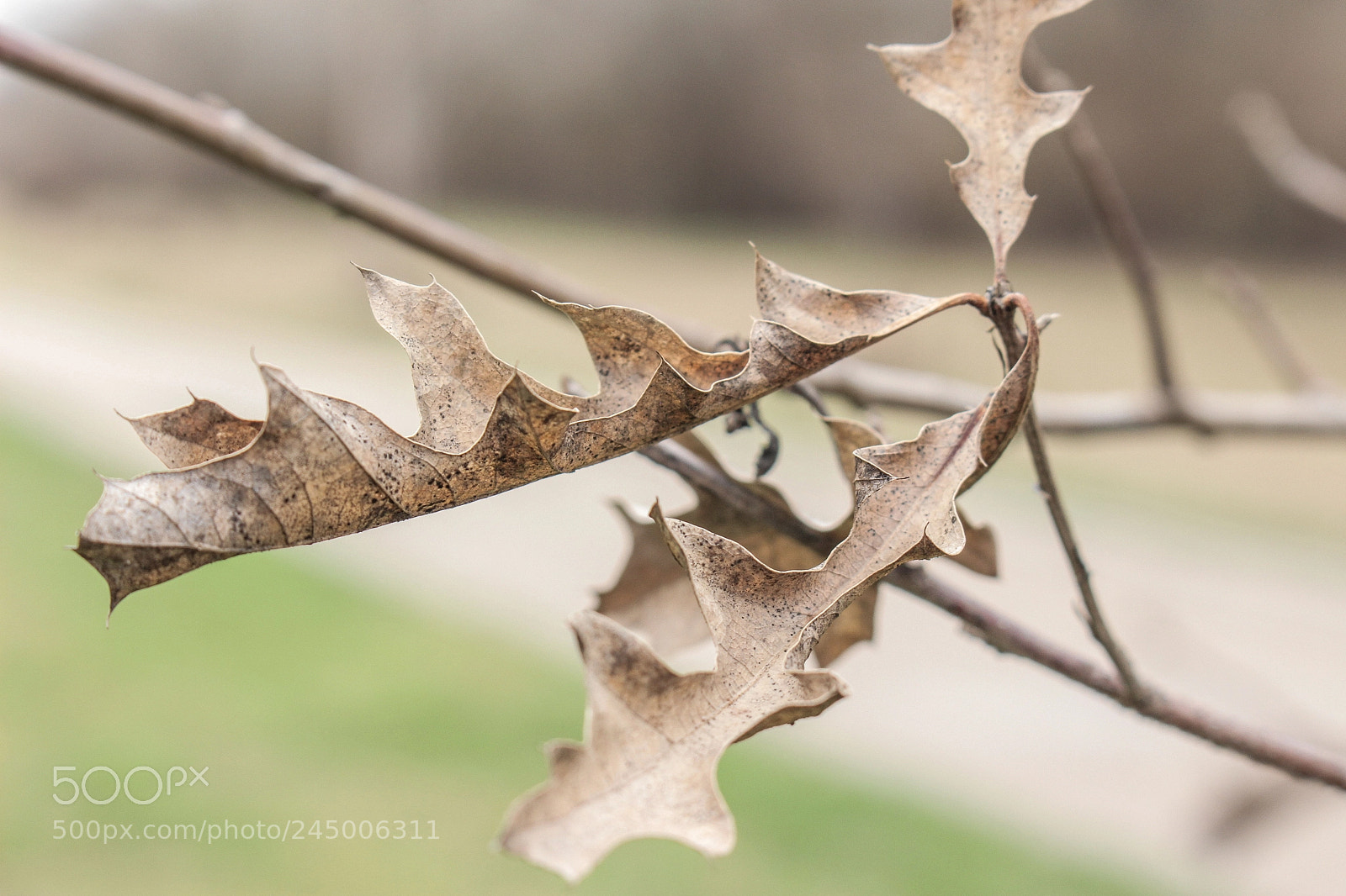 Canon EOS 700D (EOS Rebel T5i / EOS Kiss X7i) sample photo. Houston kinda of winter. photography