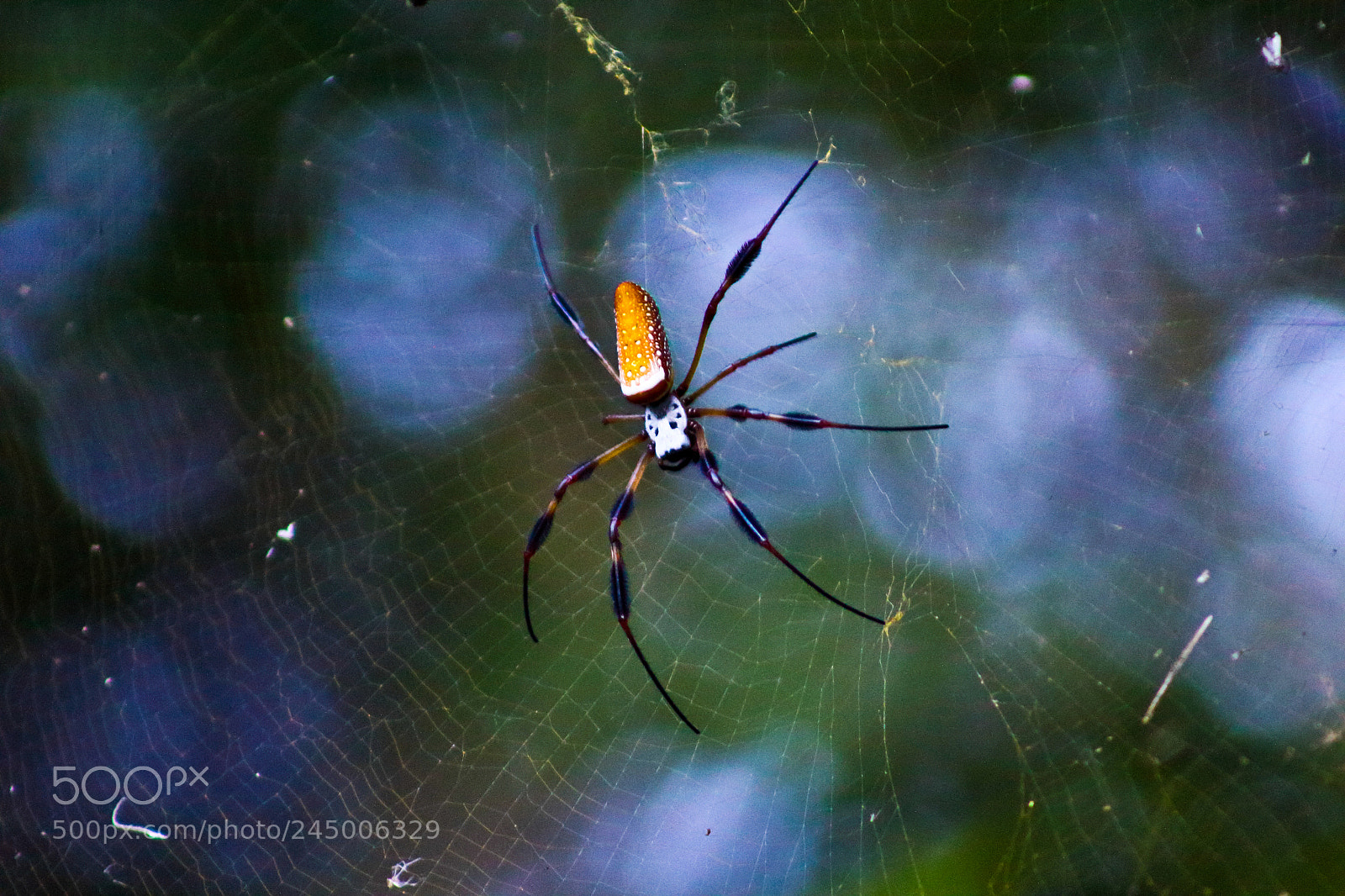 Canon EOS 1200D (EOS Rebel T5 / EOS Kiss X70 / EOS Hi) sample photo. Smiling spider sam photography