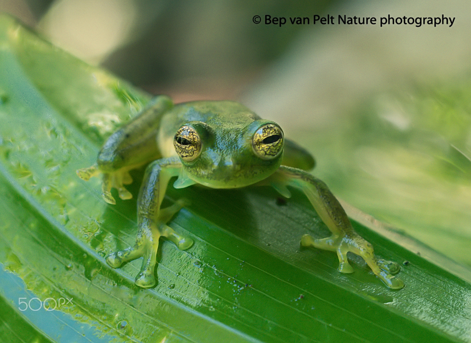 Nikon D500 + Sigma 50mm F2.8 EX DG Macro sample photo. Glass frog; a costa rican tree frog photography