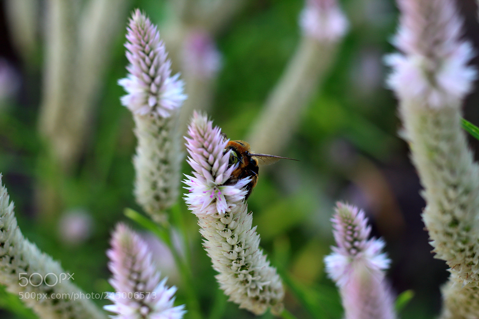 Canon EOS 1200D (EOS Rebel T5 / EOS Kiss X70 / EOS Hi) sample photo. Honey, where are you? photography