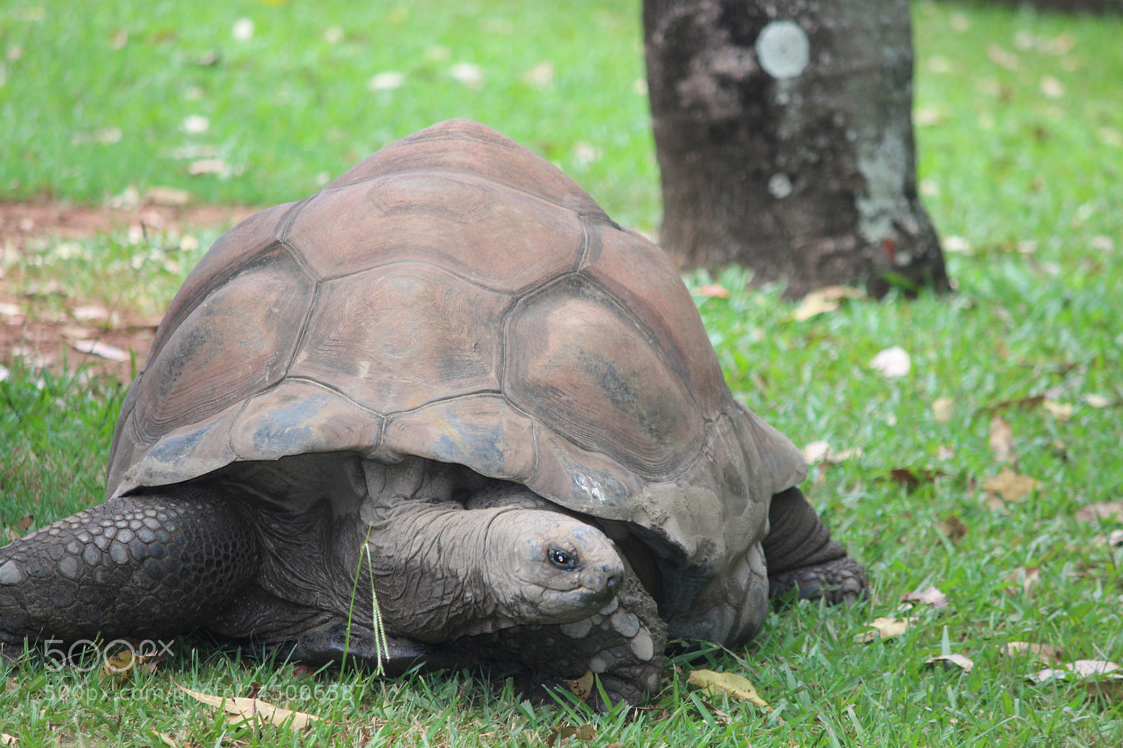Canon EF-S 55-250mm F4-5.6 IS II sample photo. Tortoise can you guess photography