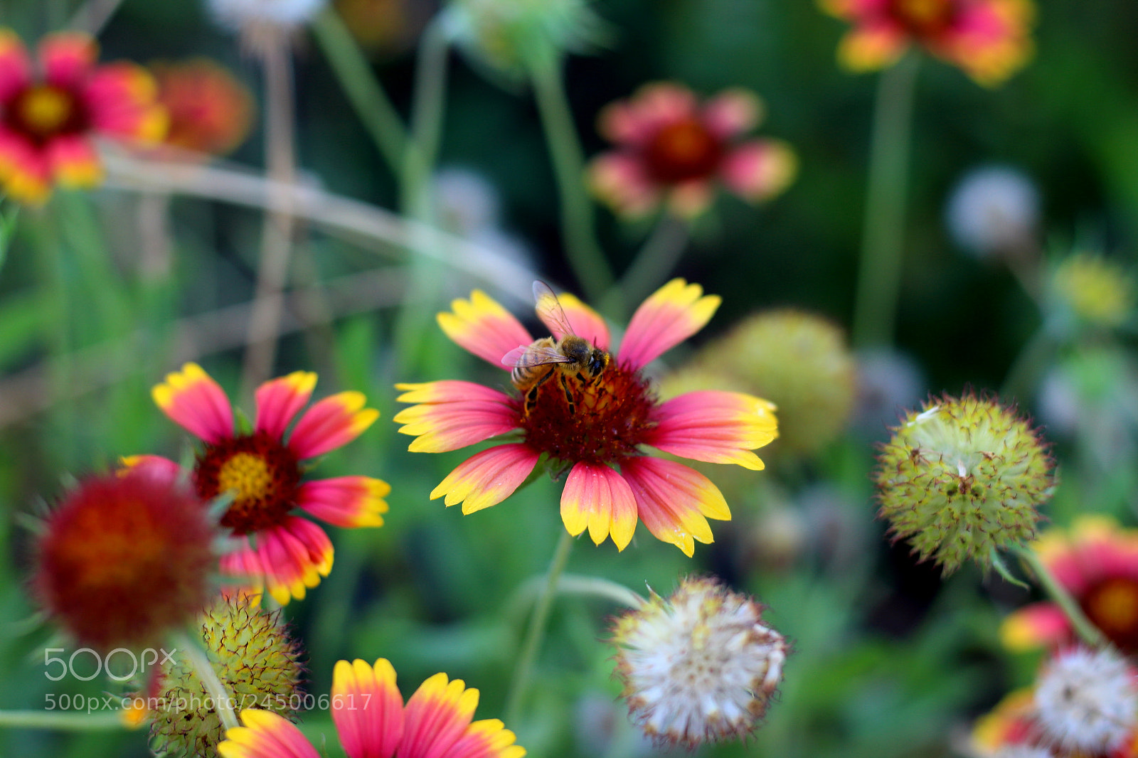 Canon EOS 1200D (EOS Rebel T5 / EOS Kiss X70 / EOS Hi) sample photo. To bee or not photography