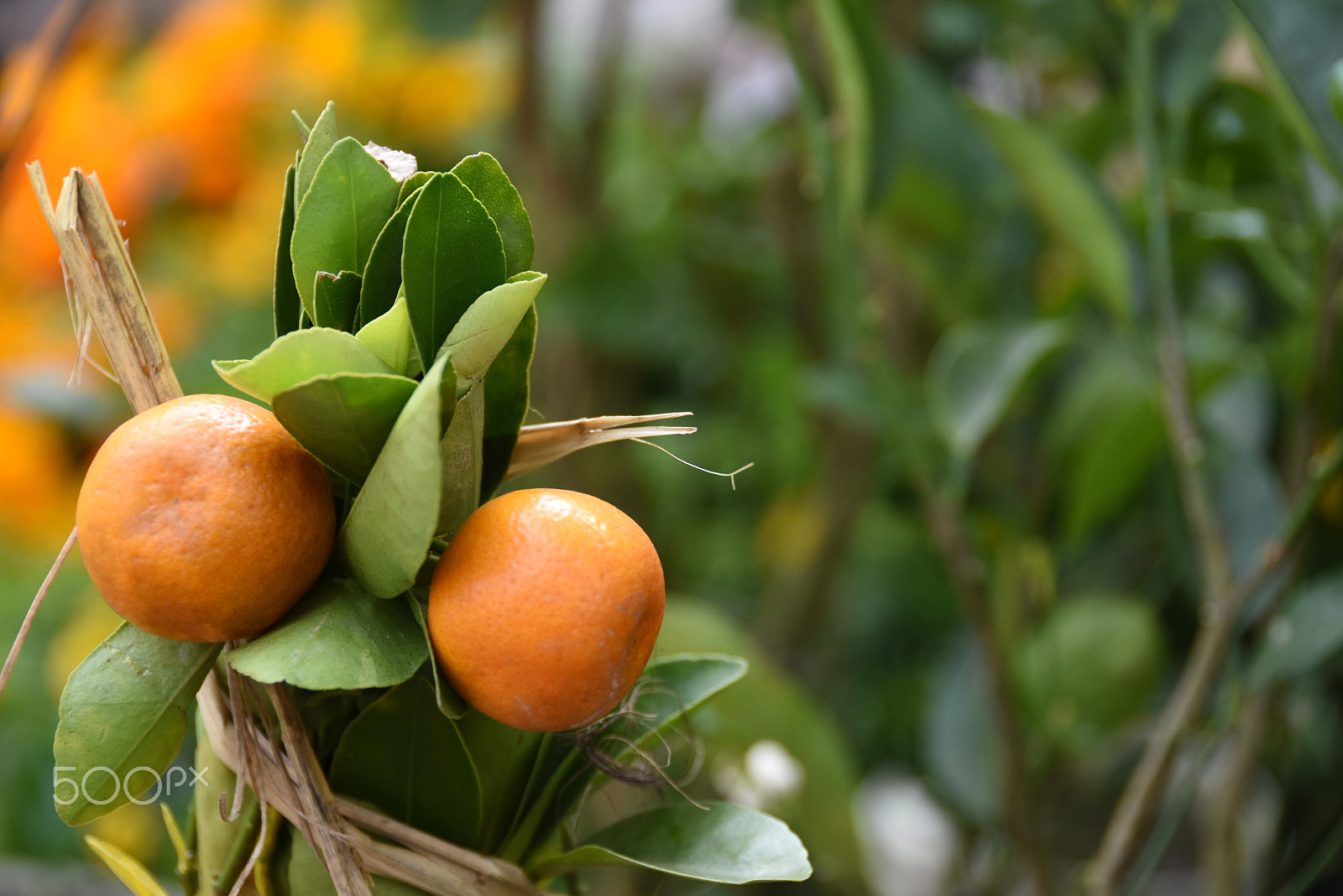 Nikon D7200 sample photo. Any time fruit at your reach photography
