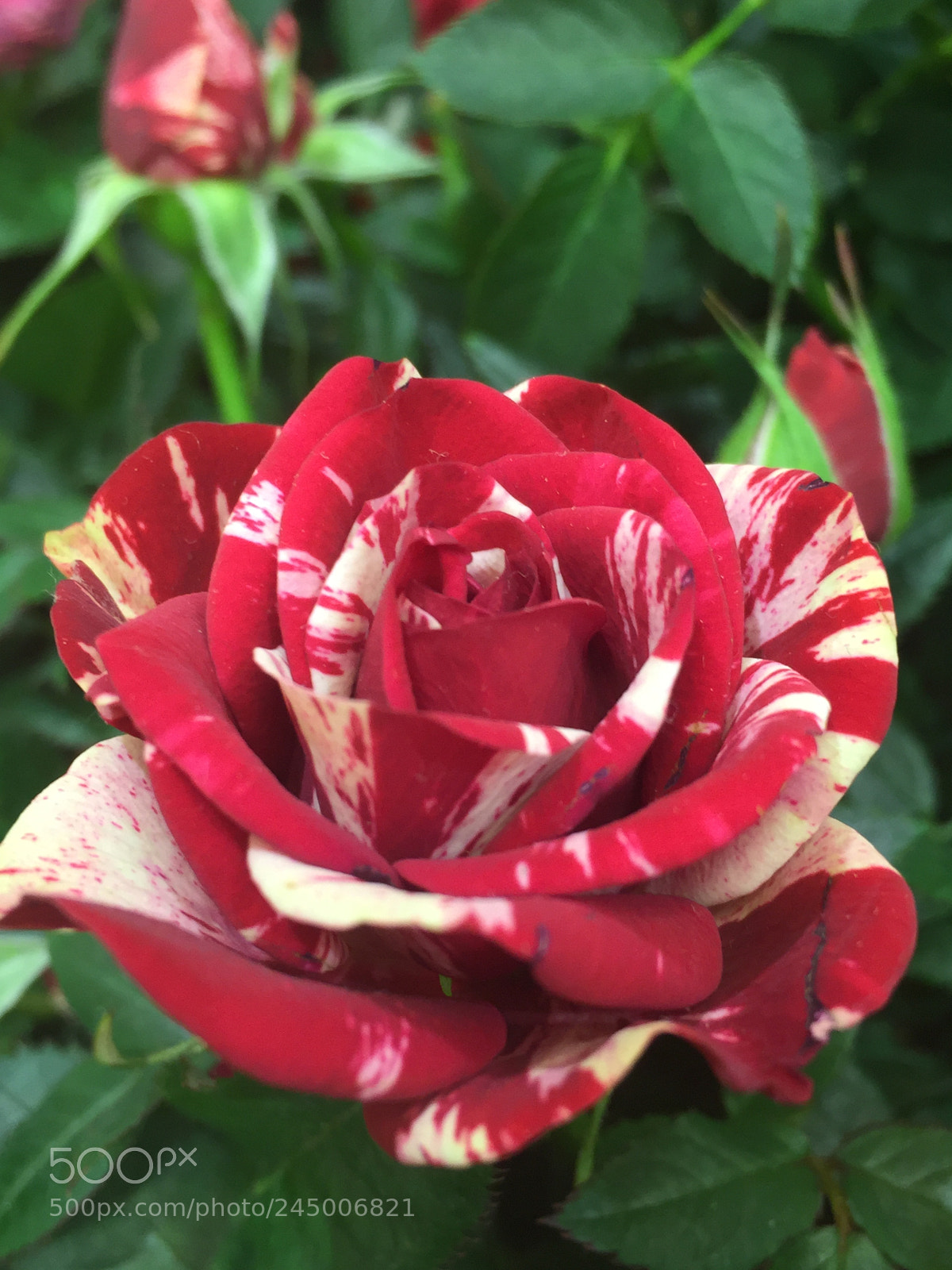 Apple iPhone 6 sample photo. Peppermint mini rose photography
