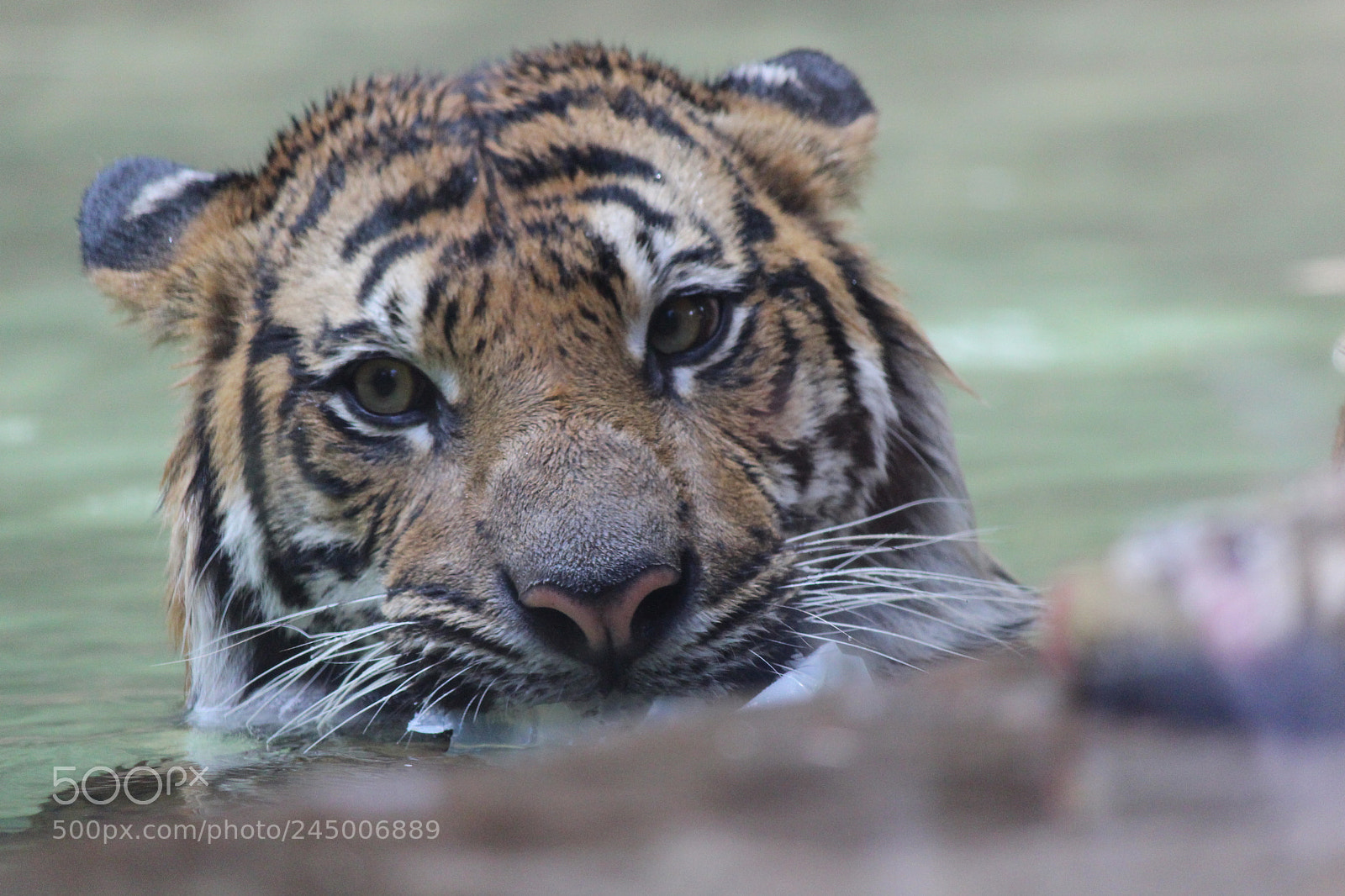 Canon EF-S 55-250mm F4-5.6 IS II sample photo. I can stare into photography