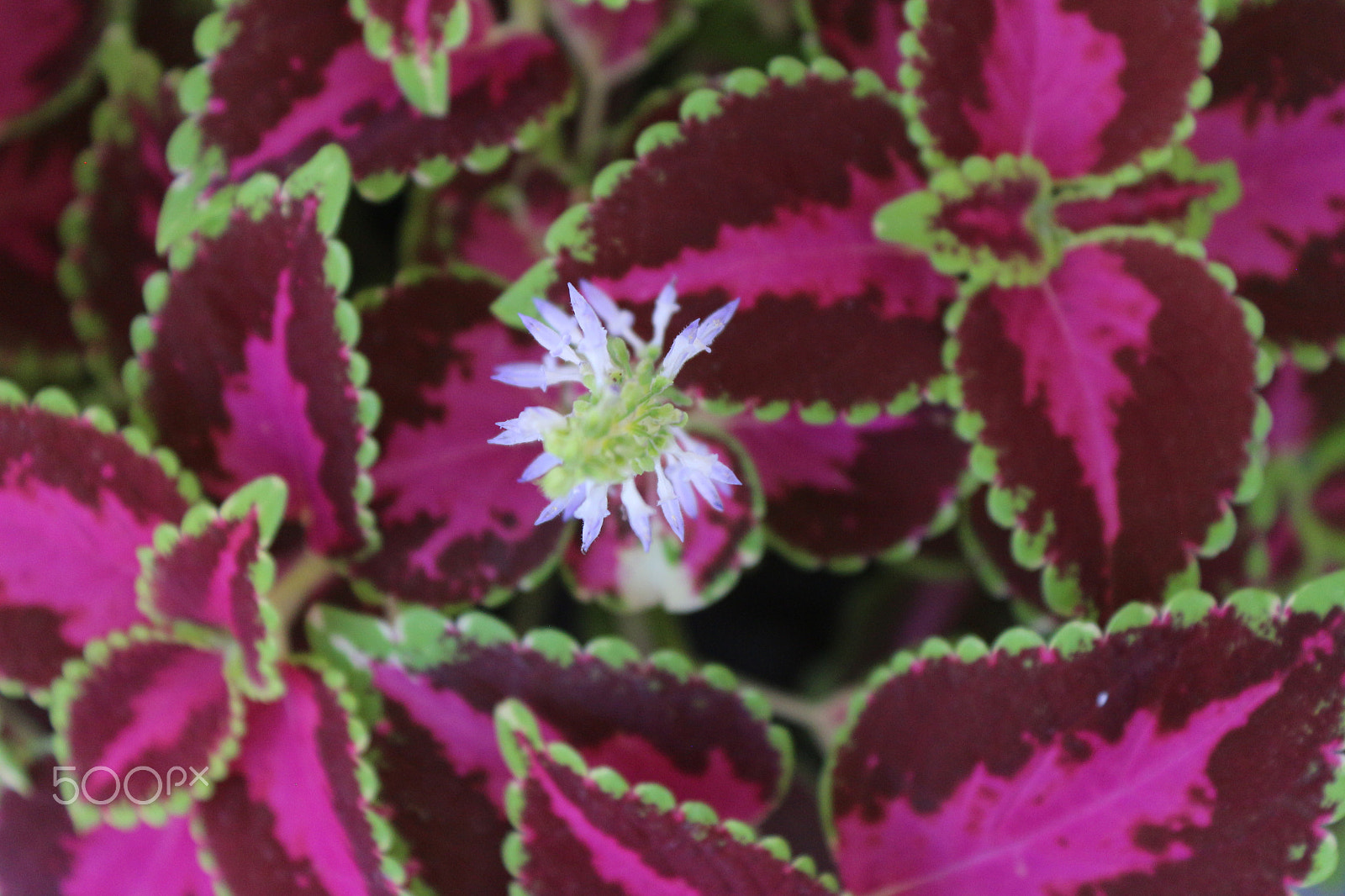 Canon EOS 650D (EOS Rebel T4i / EOS Kiss X6i) sample photo. Coleus photography