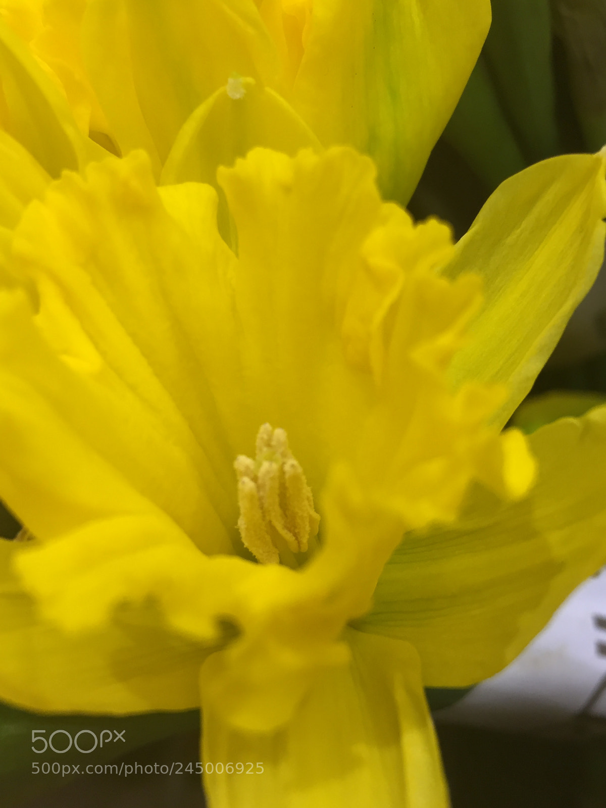 Apple iPhone 6 sample photo. Spring comes in yellow.... photography
