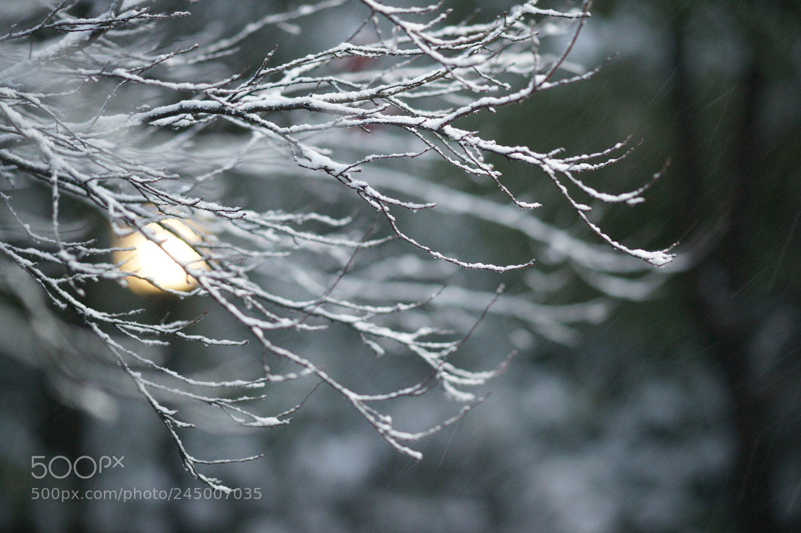 Sony Alpha DSLR-A850 sample photo. Untitled photography