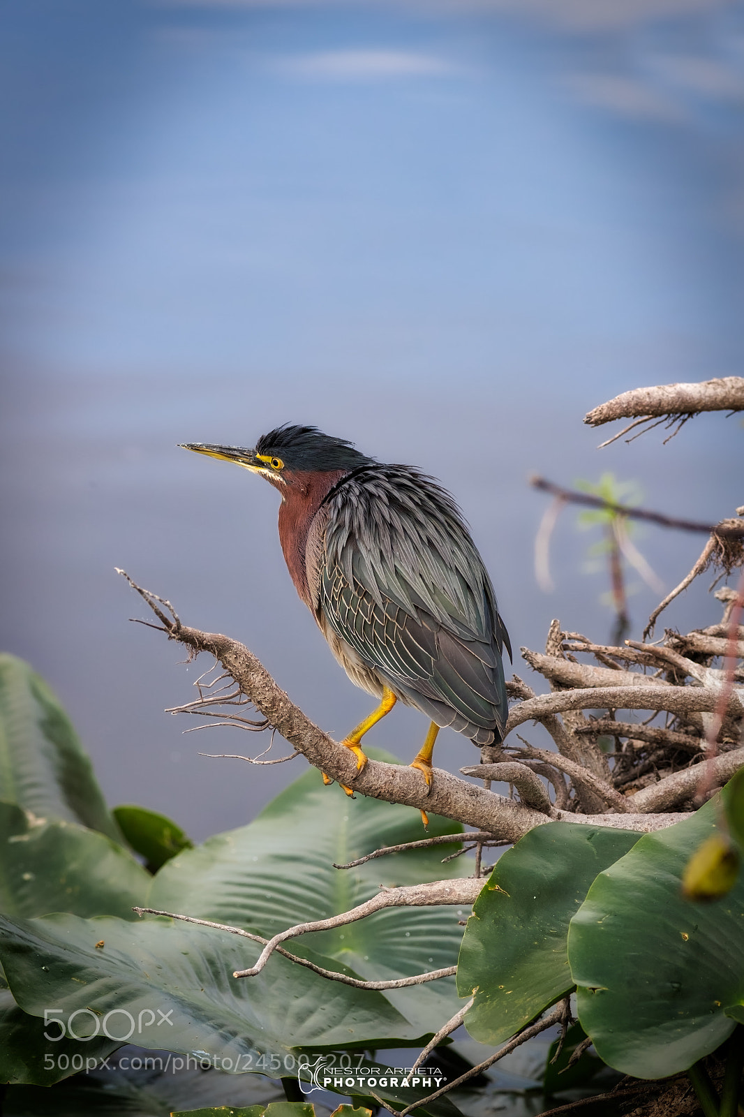 Canon EOS-1D X Mark II sample photo. Green heron photography
