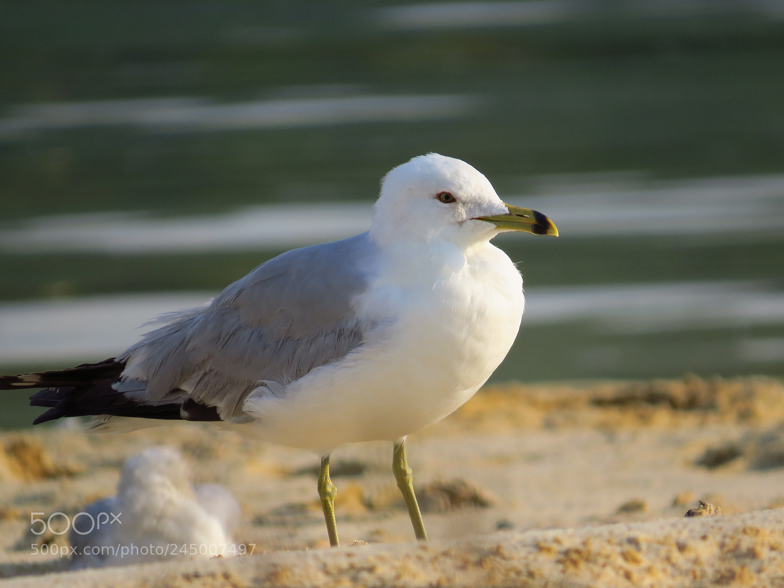 Canon PowerShot SX50 HS sample photo. Seagull photography