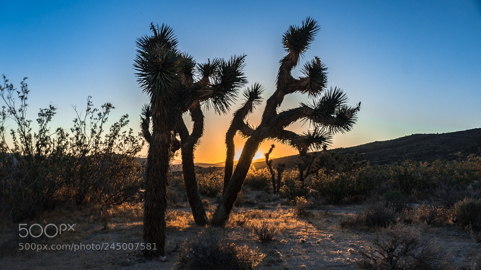 Sony a7R sample photo. Joshua tree sunrise photography