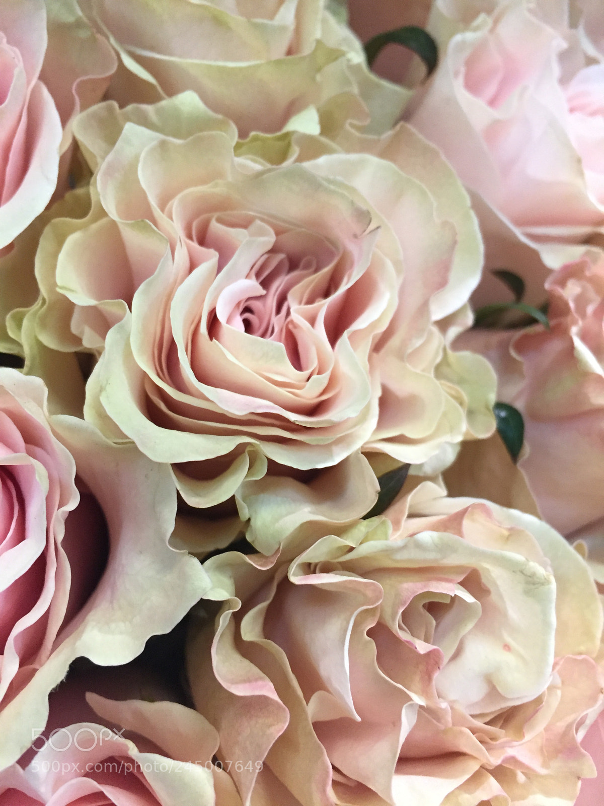 Apple iPhone 6 sample photo. Old fashioned rose photography