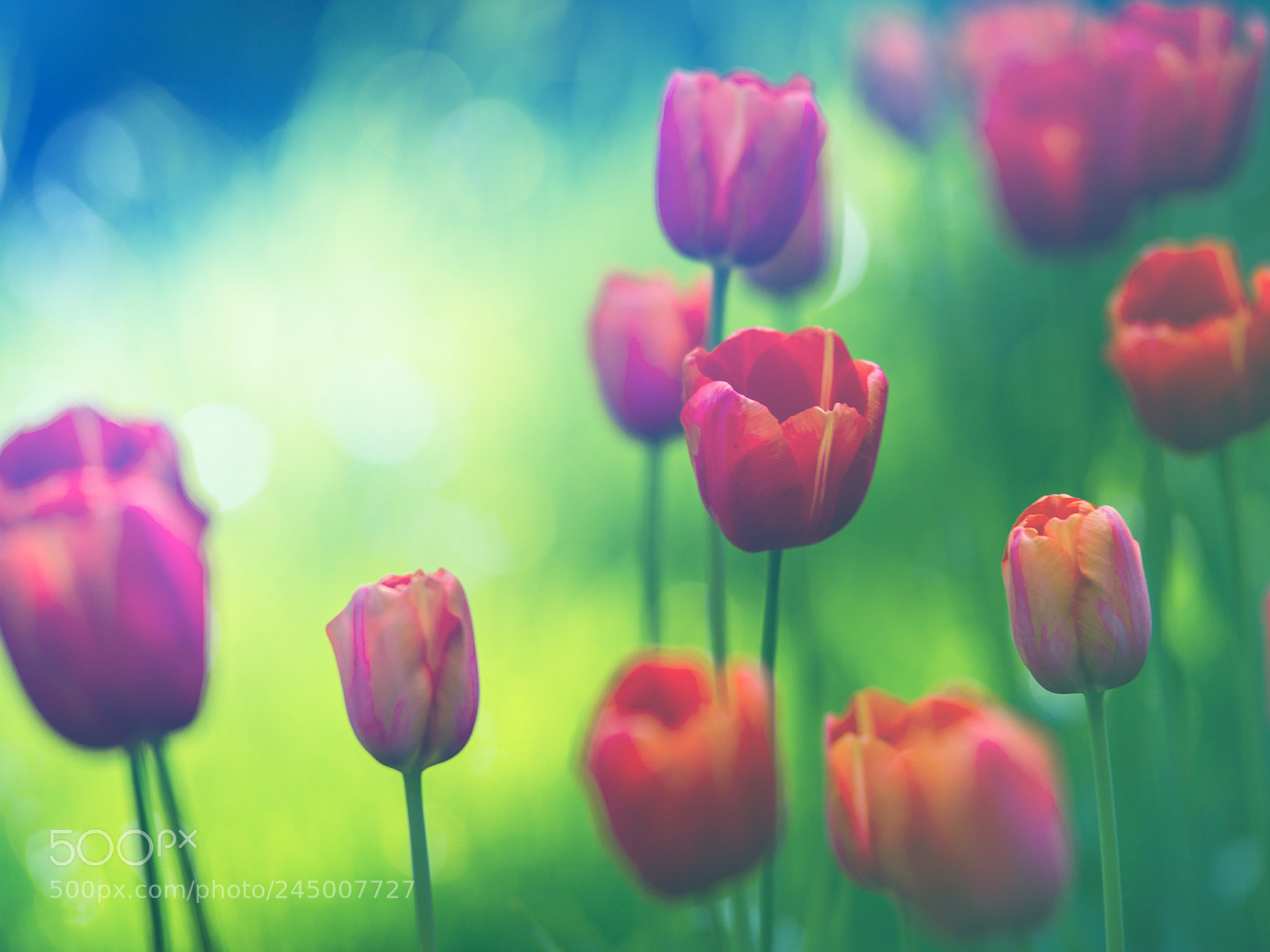 Nikon D610 sample photo. Untitled photography