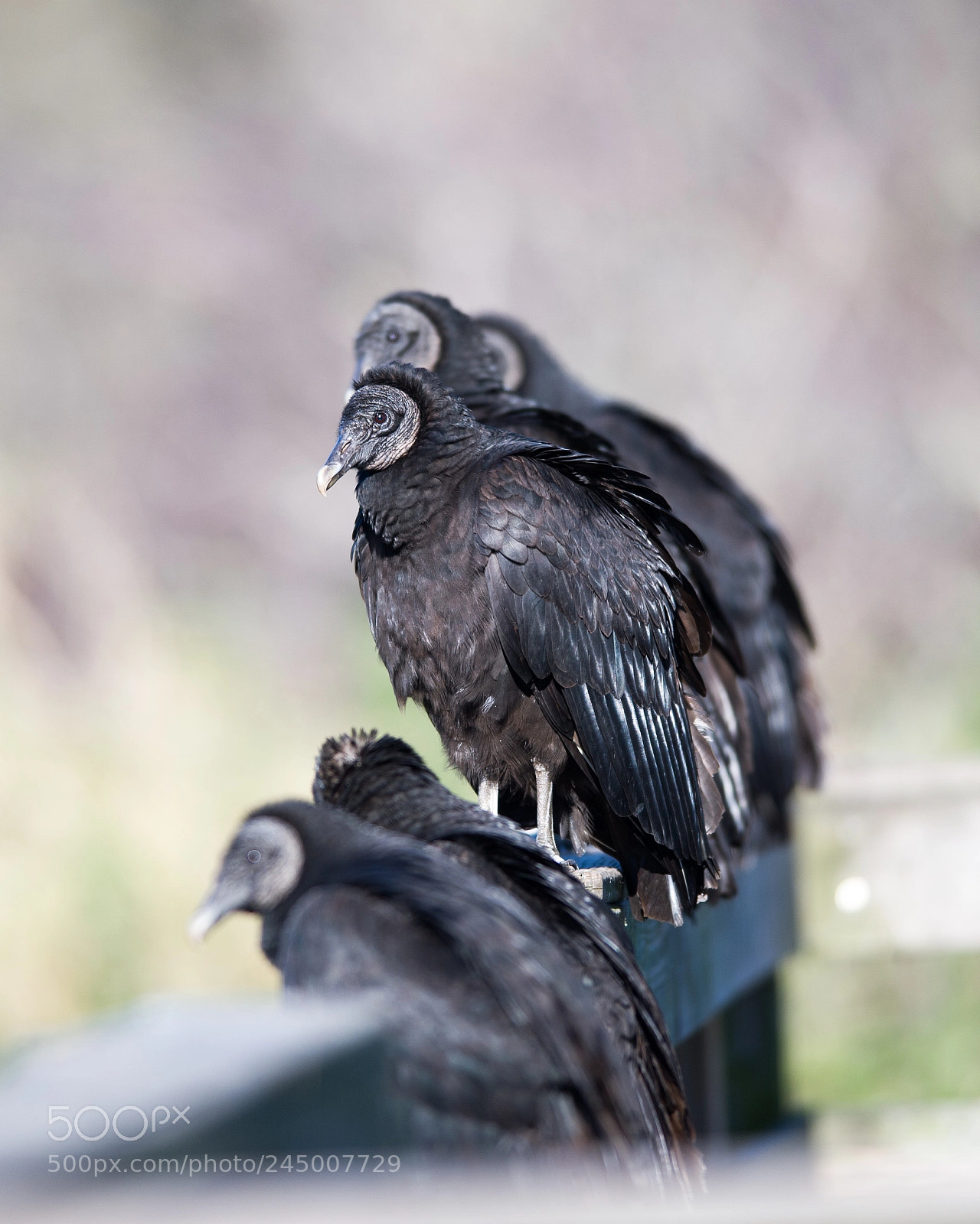 Nikon D3S sample photo. Vultures on perch photography