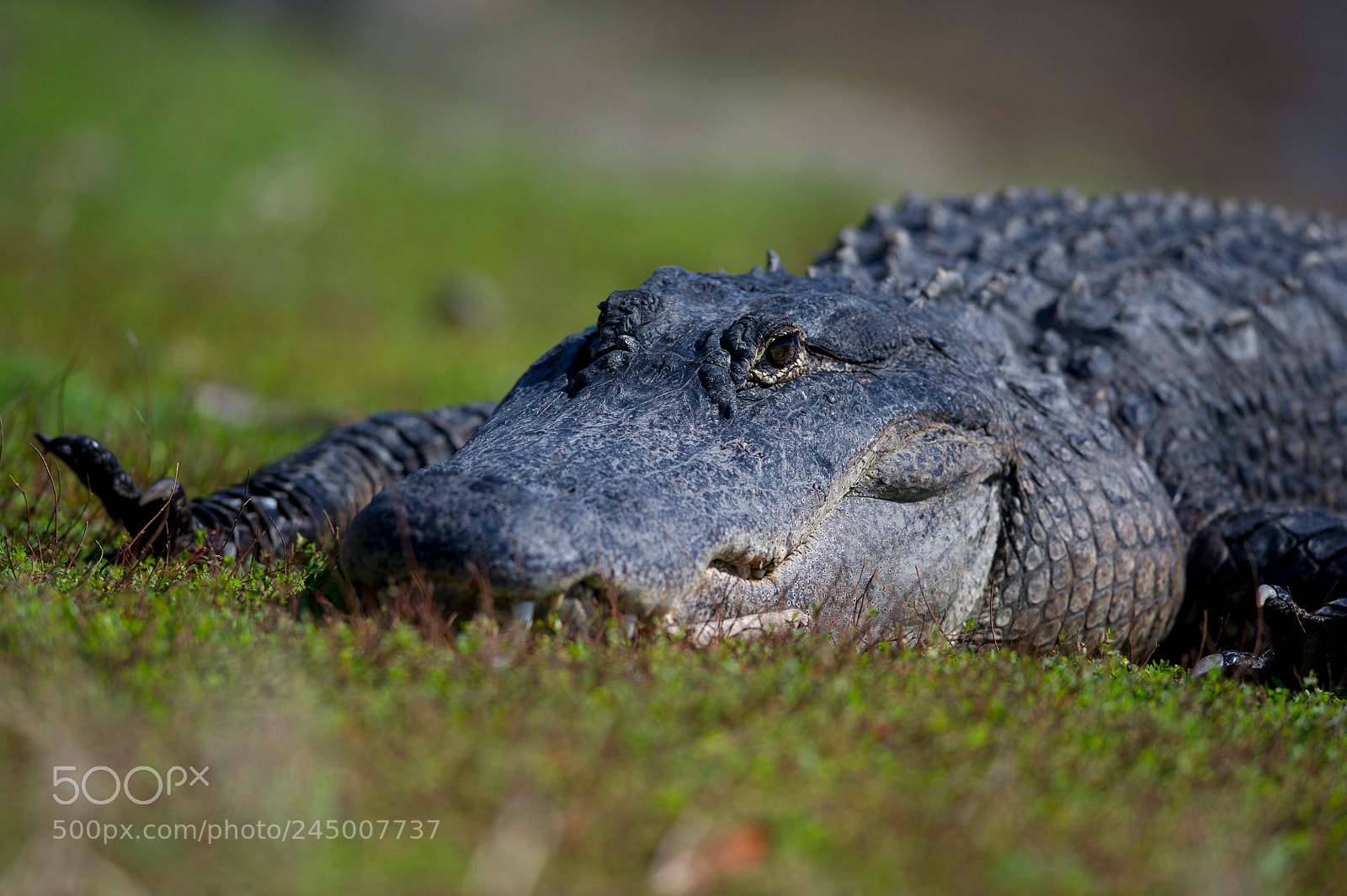 Nikon D3S sample photo. Gator resting photography