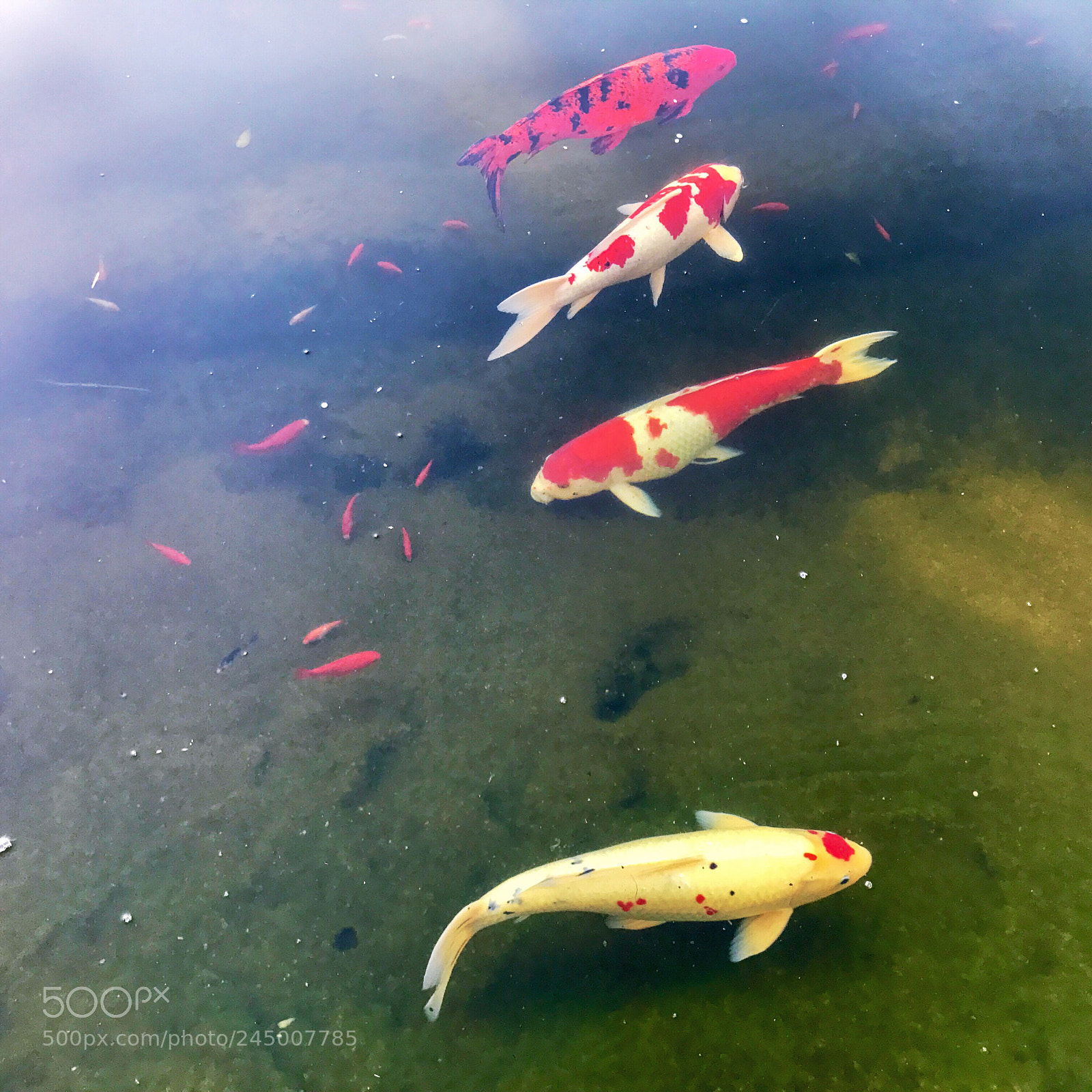 Apple iPhone 7 Plus sample photo. Japanese koi fish ii photography