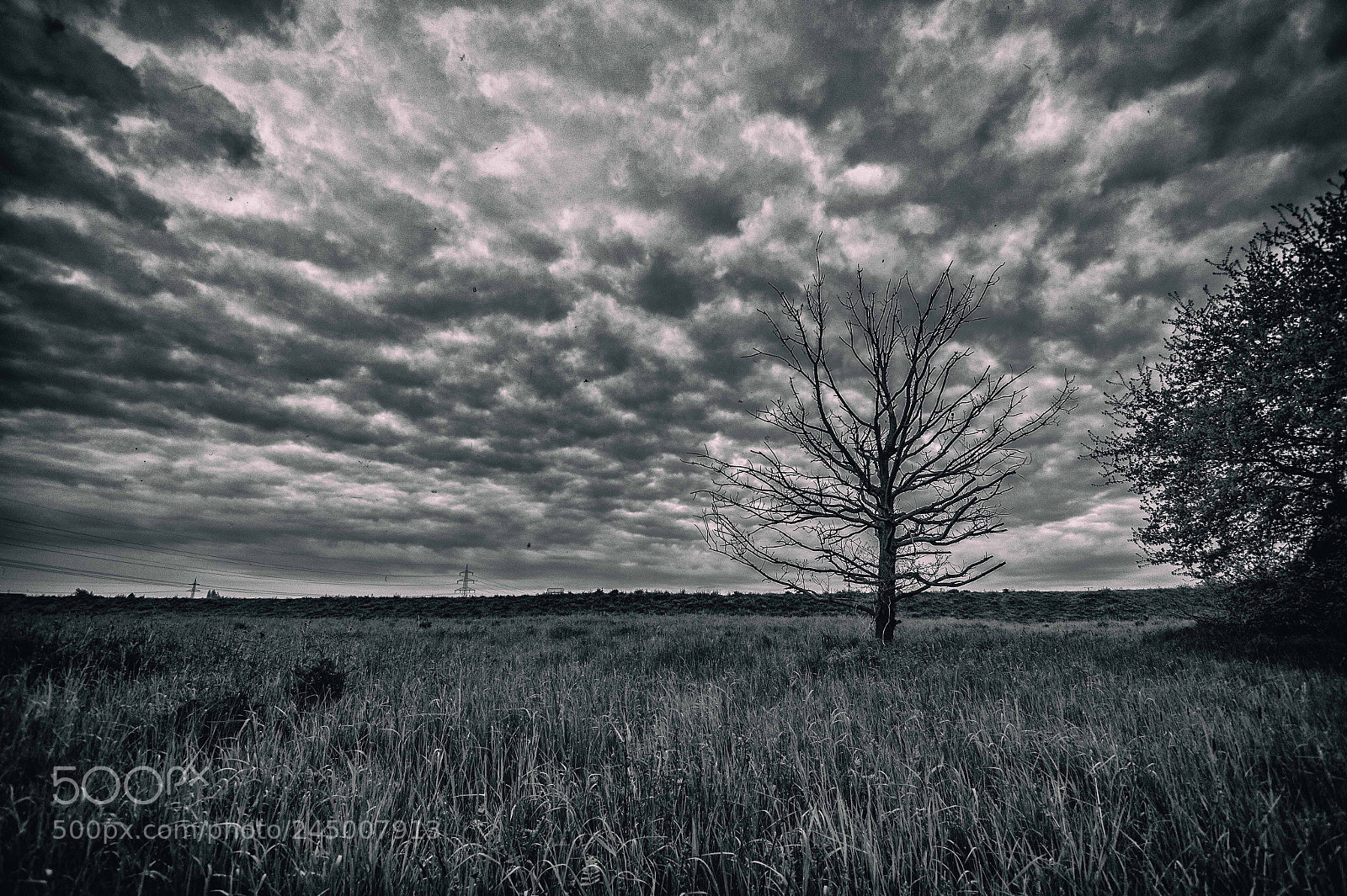 Sony SLT-A58 sample photo. Branches into the sky photography
