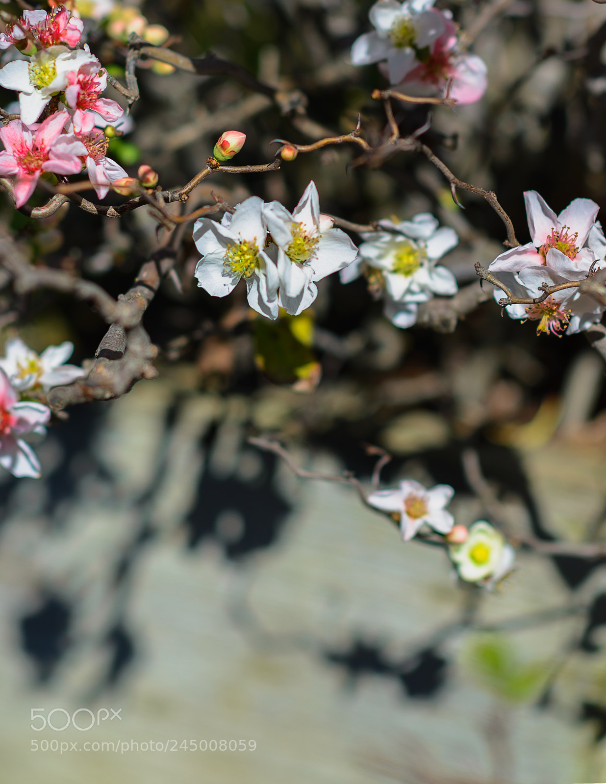 Nikon D610 sample photo. Today in japanese tea photography