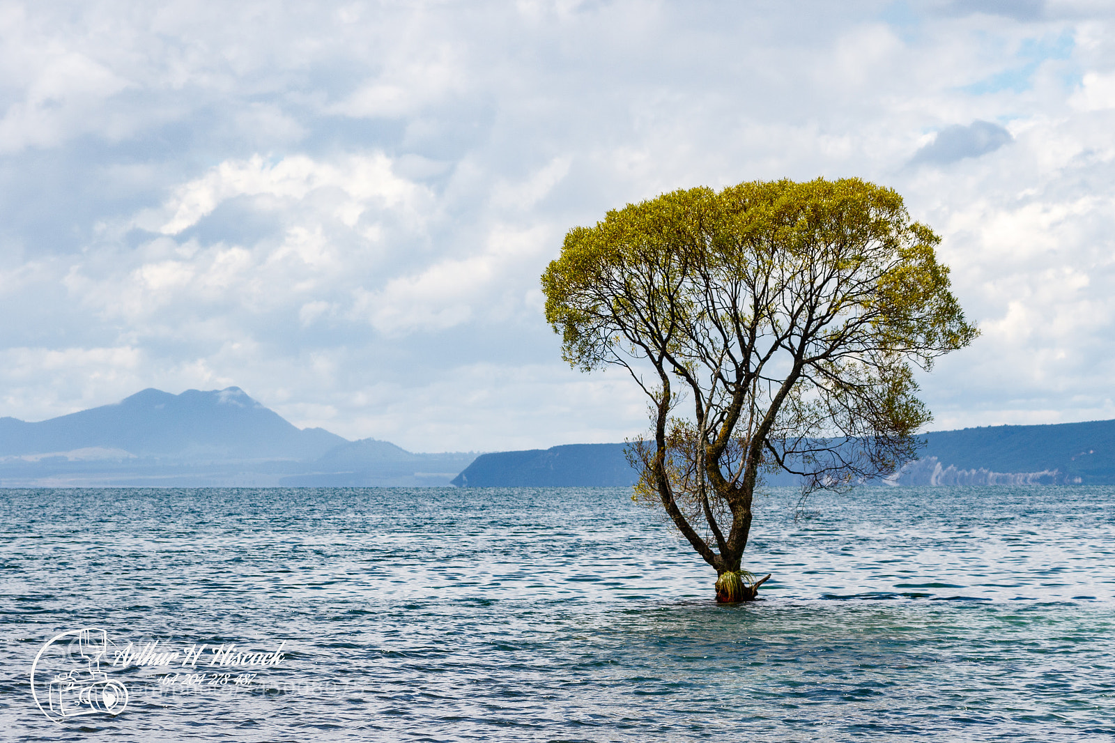 Canon EOS 7D Mark II sample photo. Not that damn tree photography
