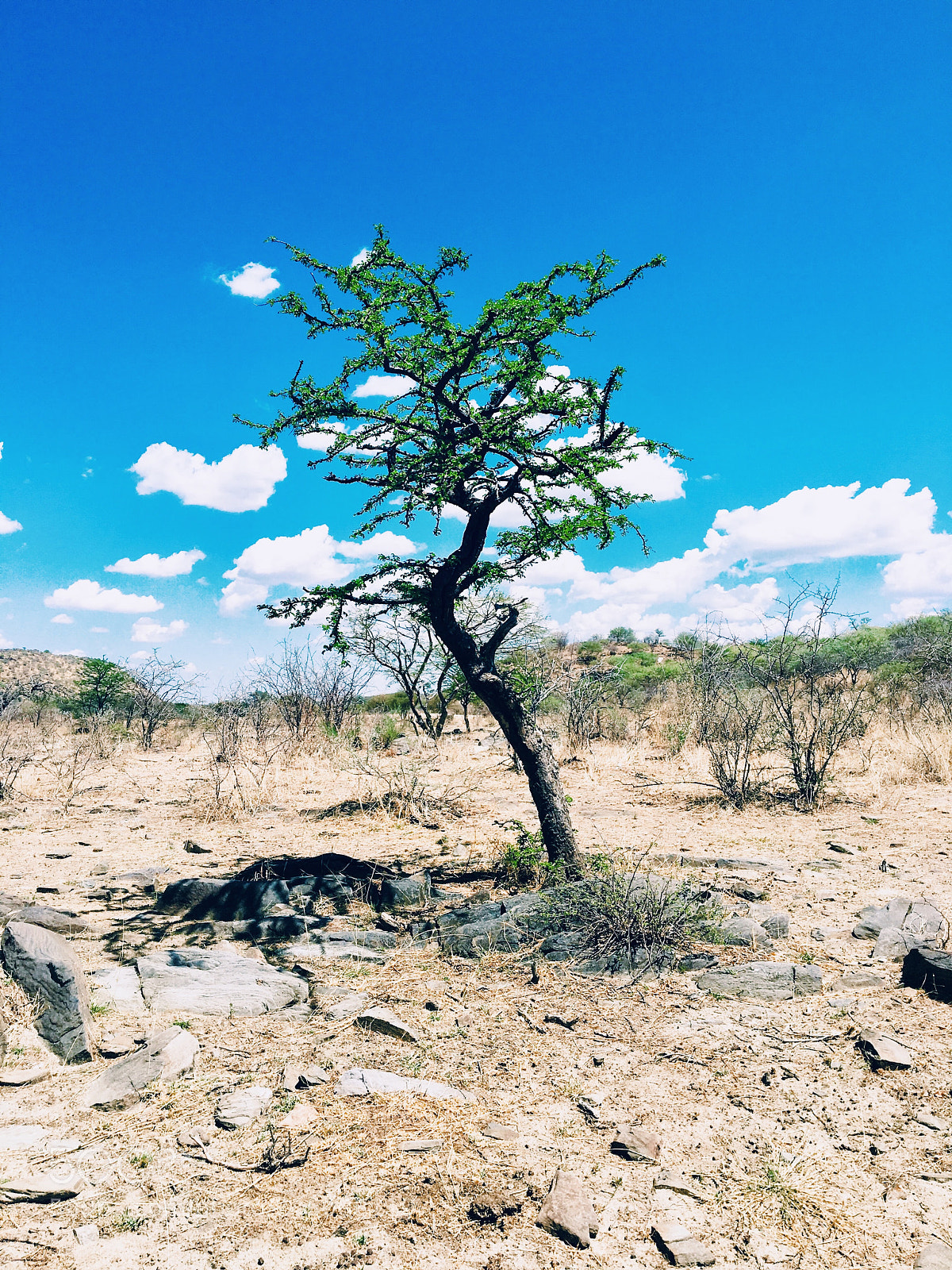 Apple iPhone 6s sample photo. Tree photography