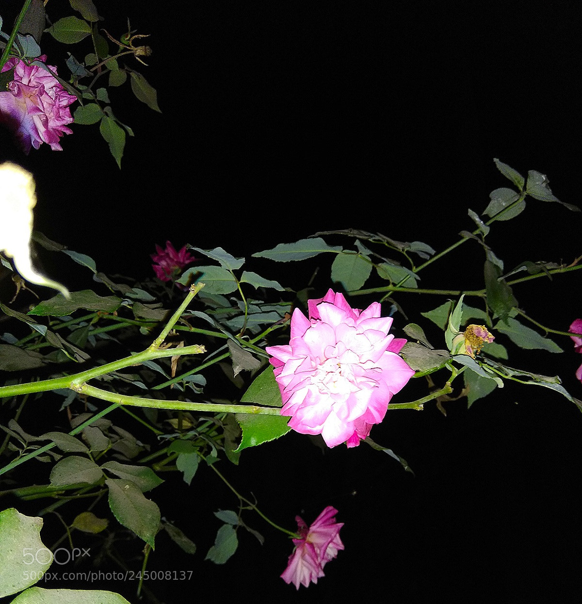 Xiaomi Redmi Note 4 sample photo. Another one!! photography