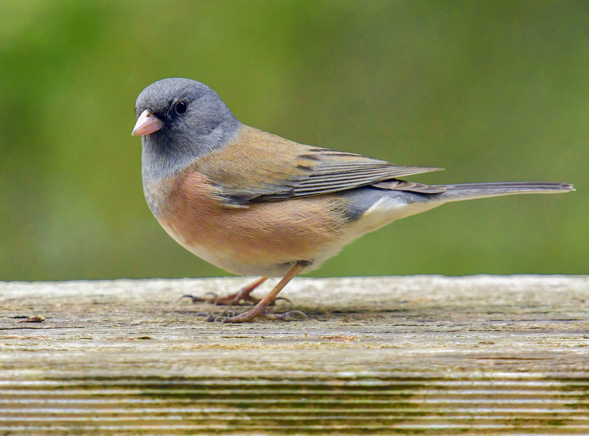 A Junco hyemalis