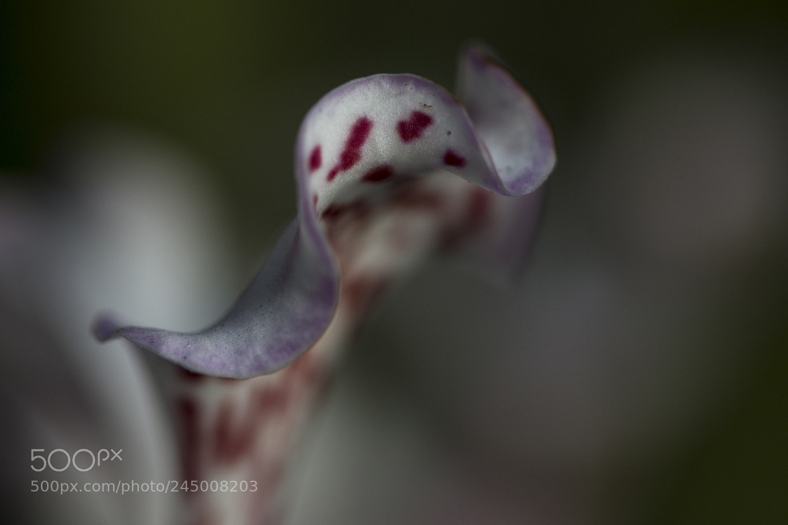 Canon EOS 1100D (EOS Rebel T3 / EOS Kiss X50) sample photo. Orchid photography
