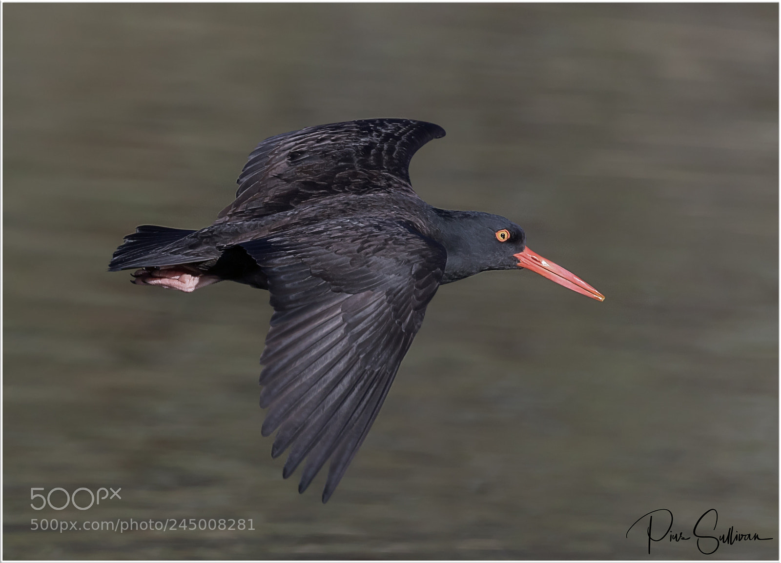 Canon EOS 7D Mark II sample photo. Oyster catcher photography
