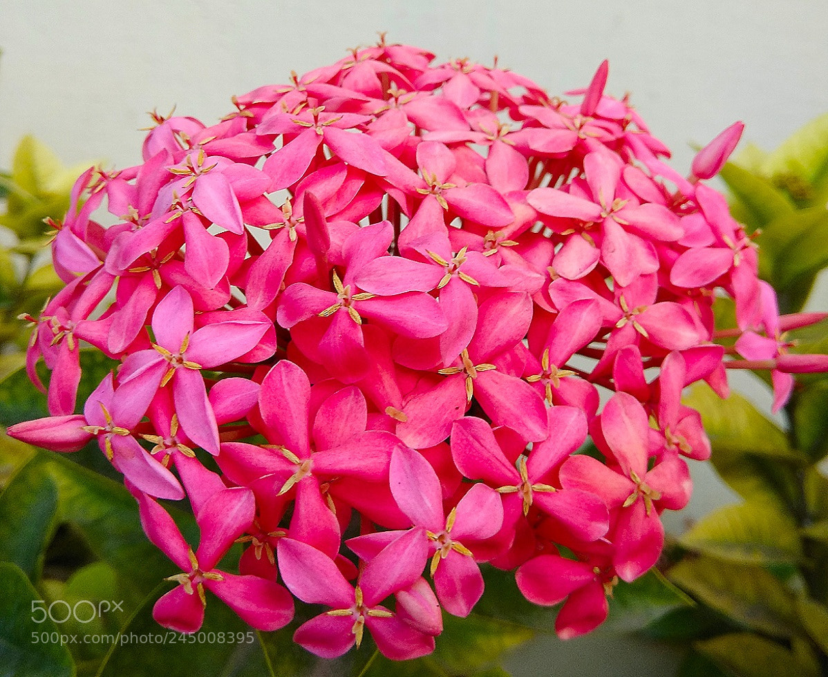 Xiaomi Redmi Note 4 sample photo. Vibrant!! photography