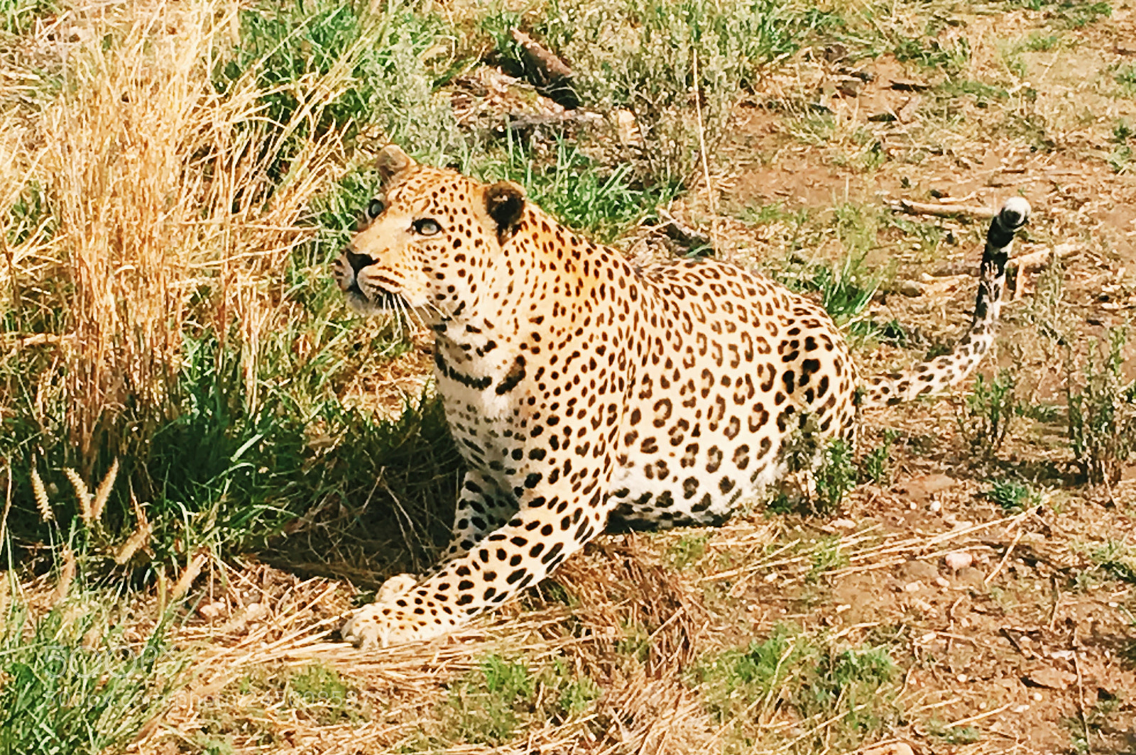 Apple iPhone 6s sample photo. Leopard photography