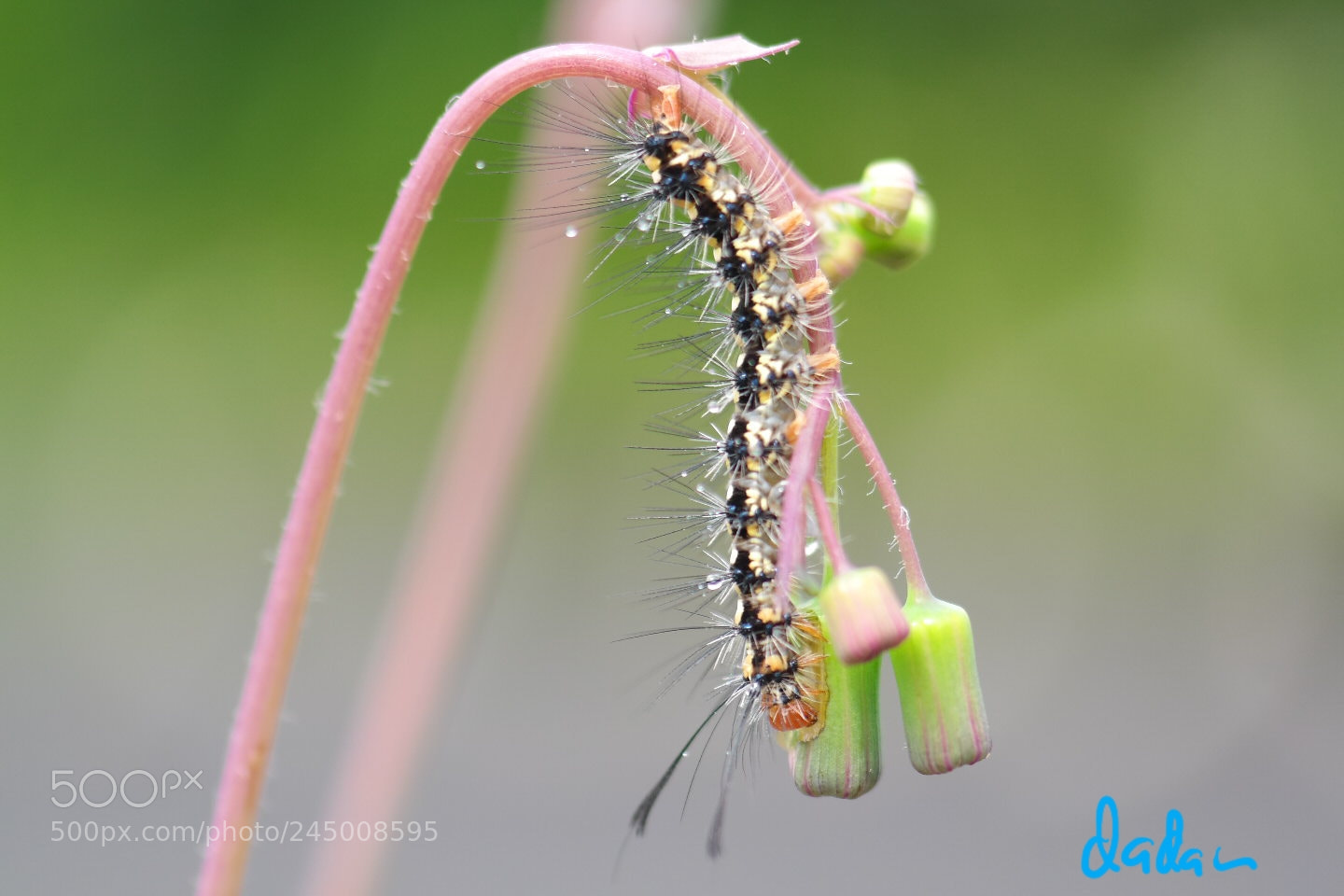 Samsung NX30 sample photo. Caterpillar photography